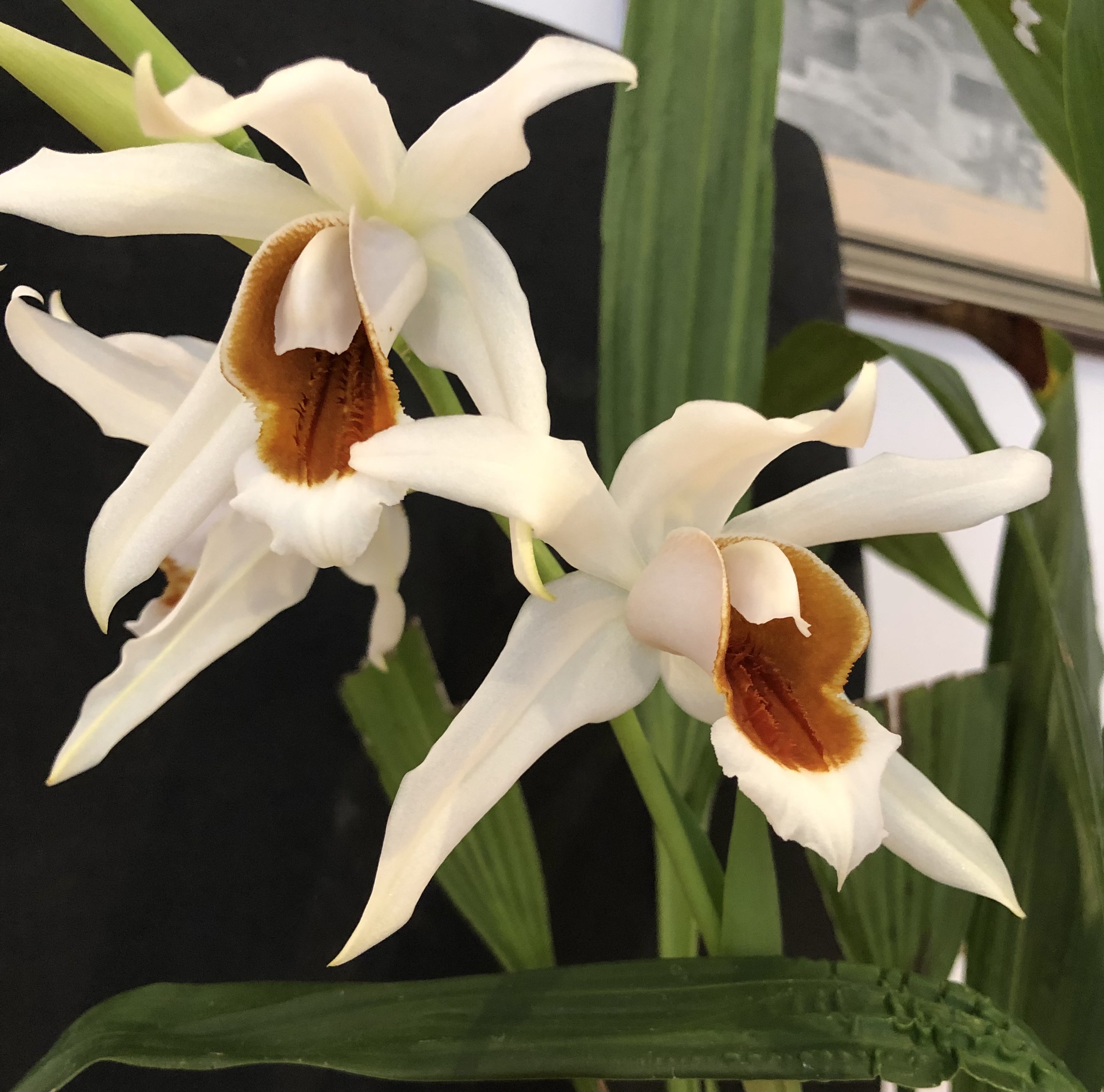 Coelogyne Colmanii