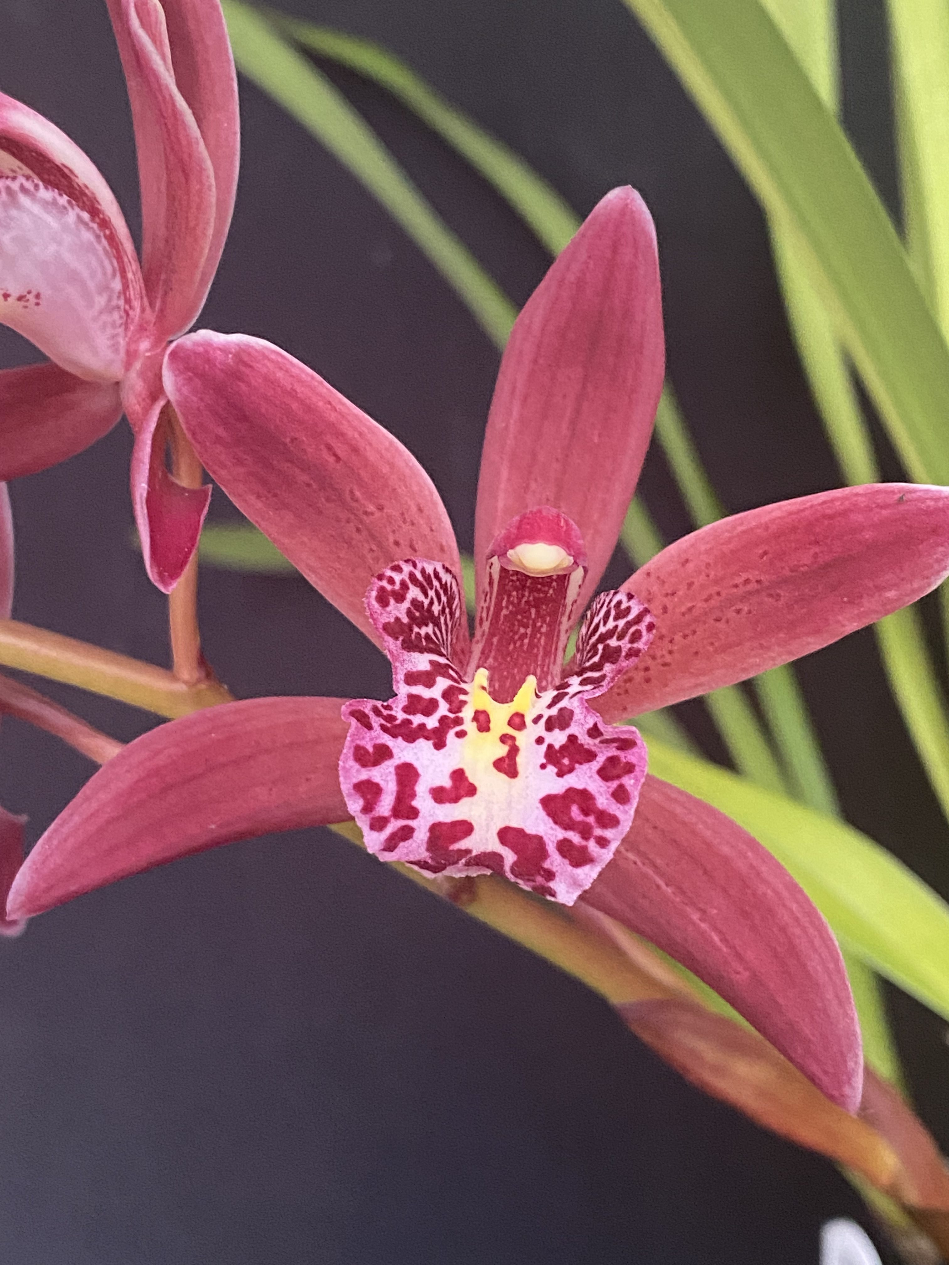Cymbid Mini Splendour 'Easter Show'