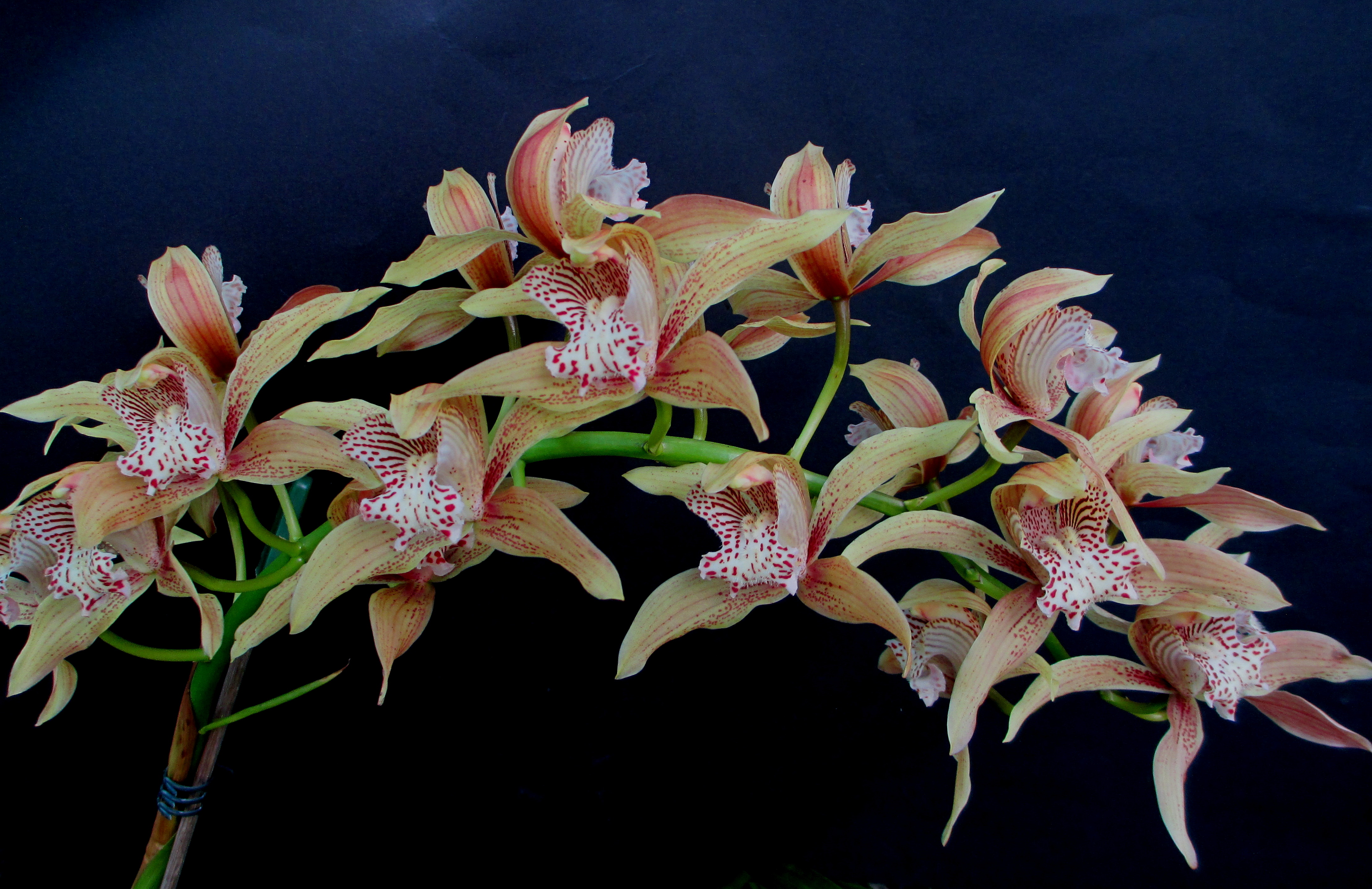 Cymbidium Doris