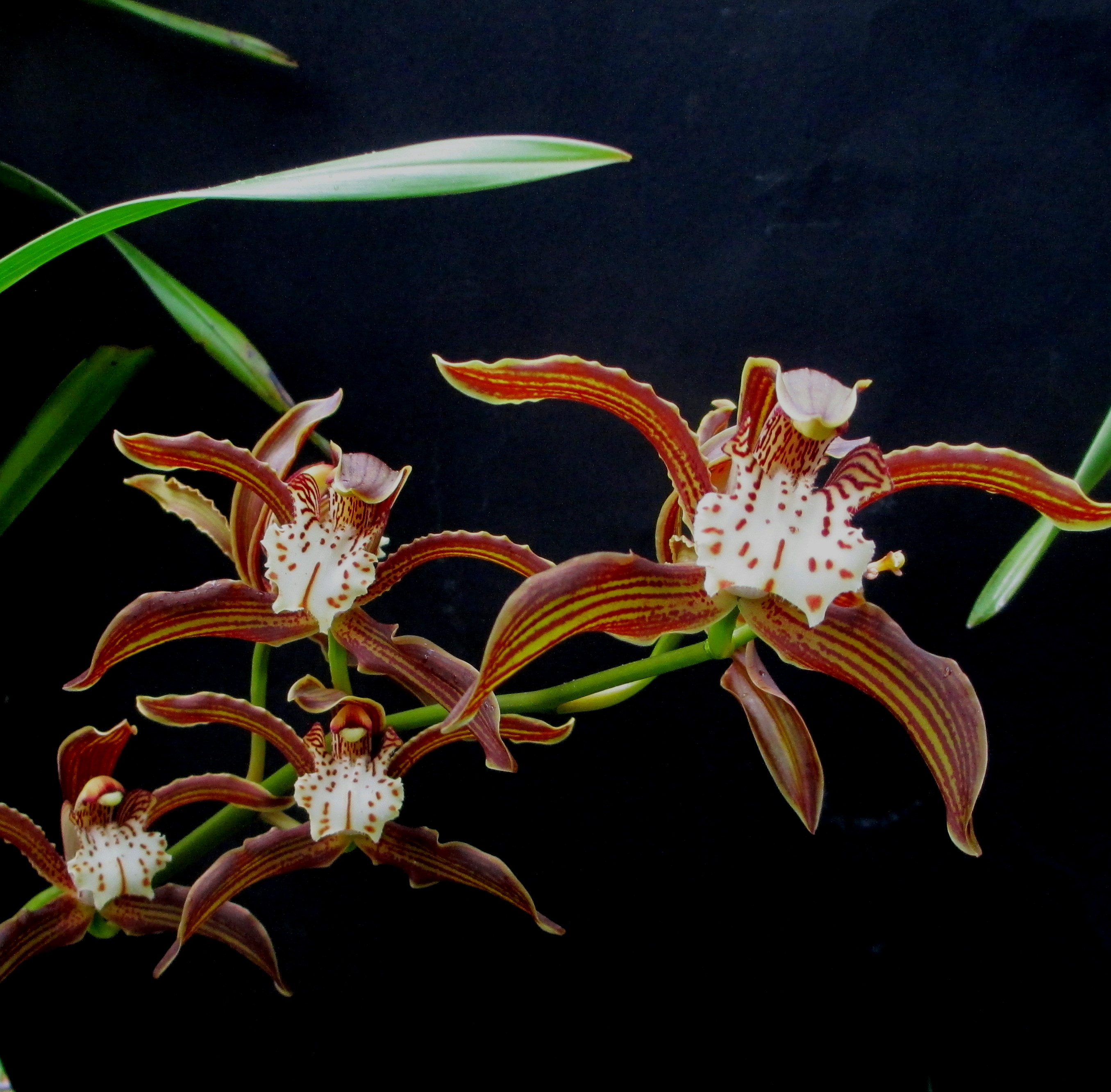 Cymbidium Ken Siew