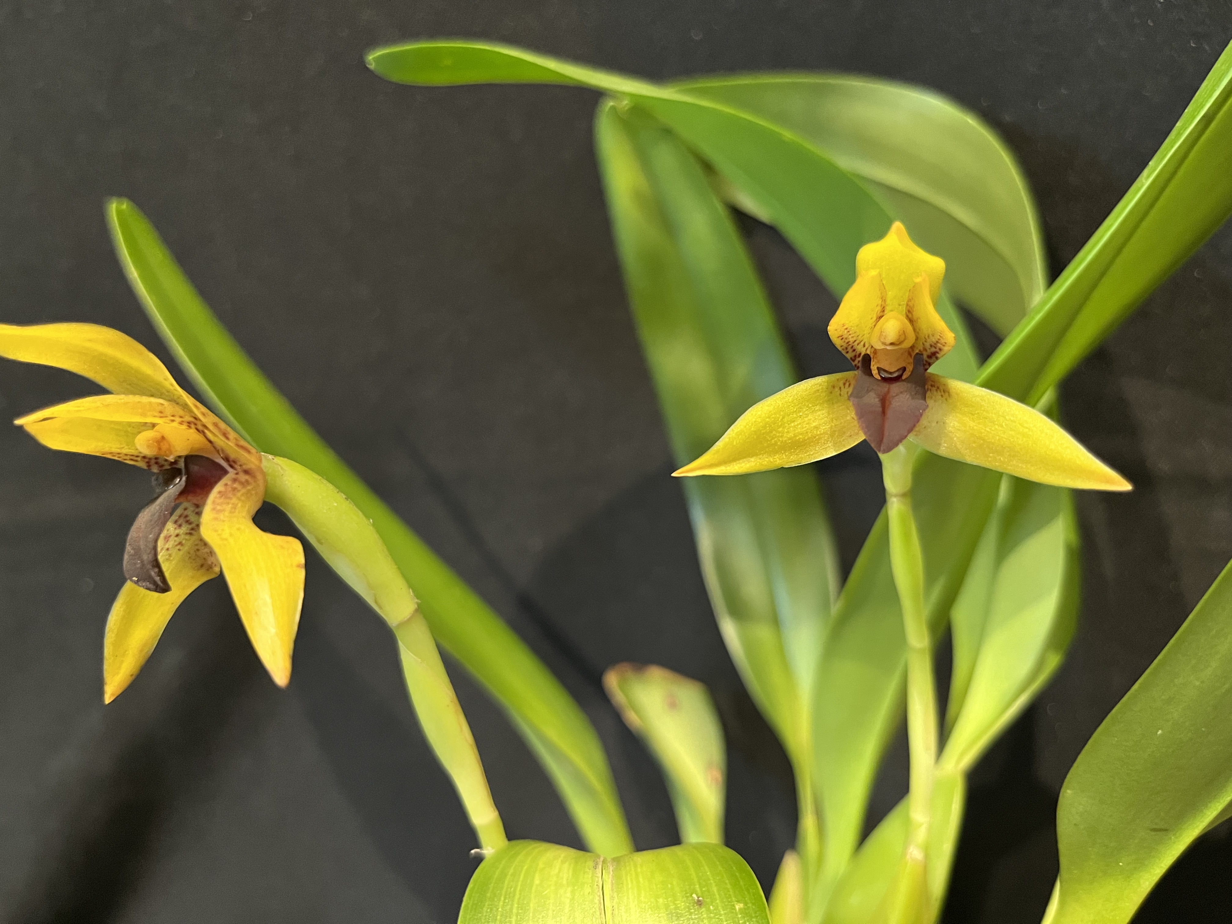 Maxillaria cucullata