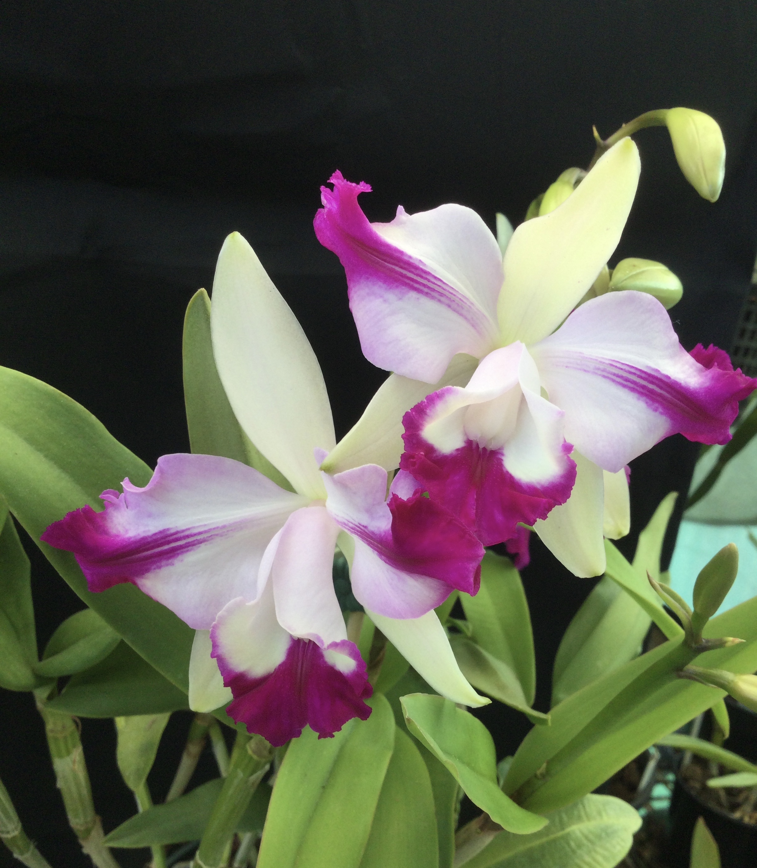 Cattleya Intermedia Aquinii
