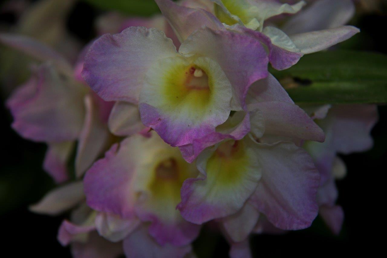 Dendrobium Sweetheart