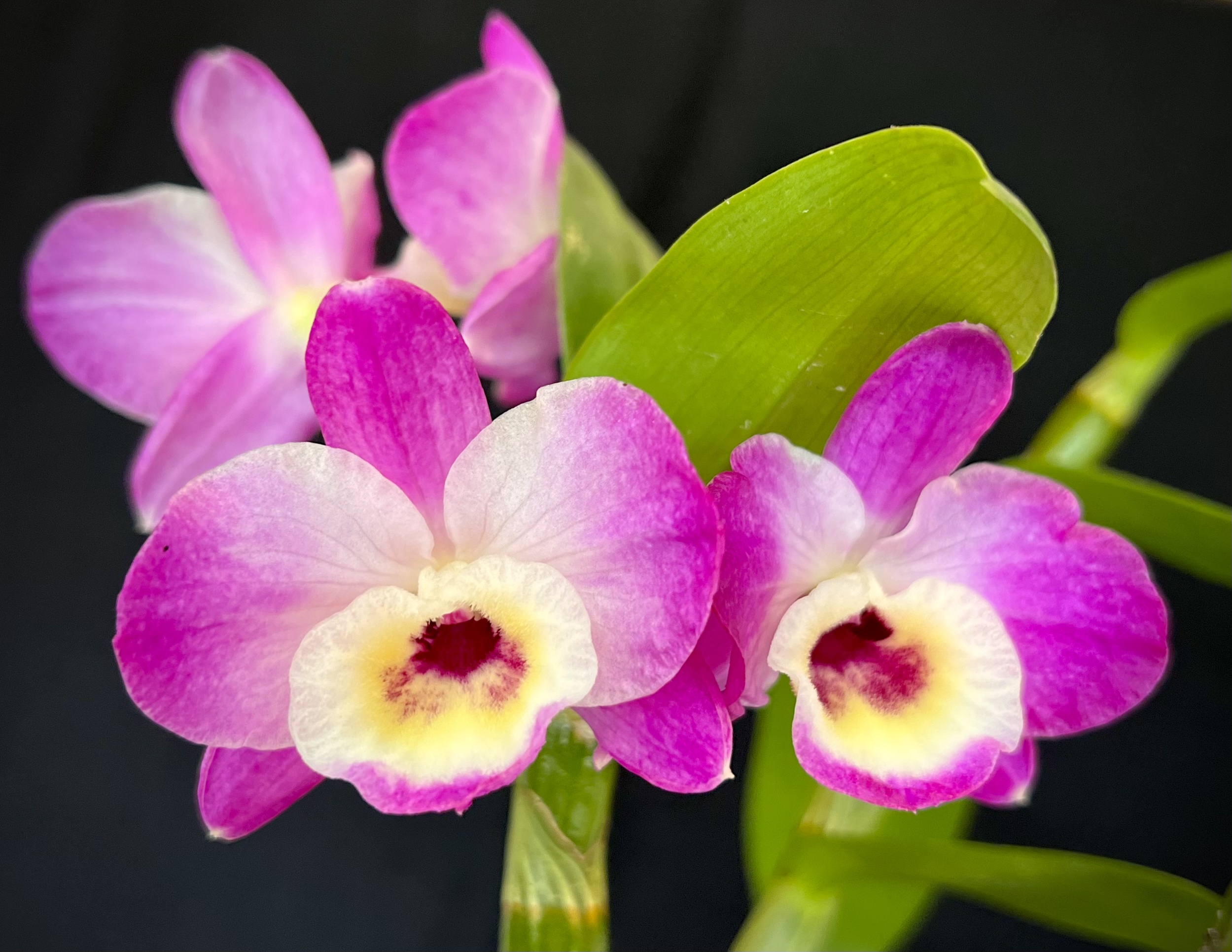 Dendrobium ‘Snowflake’