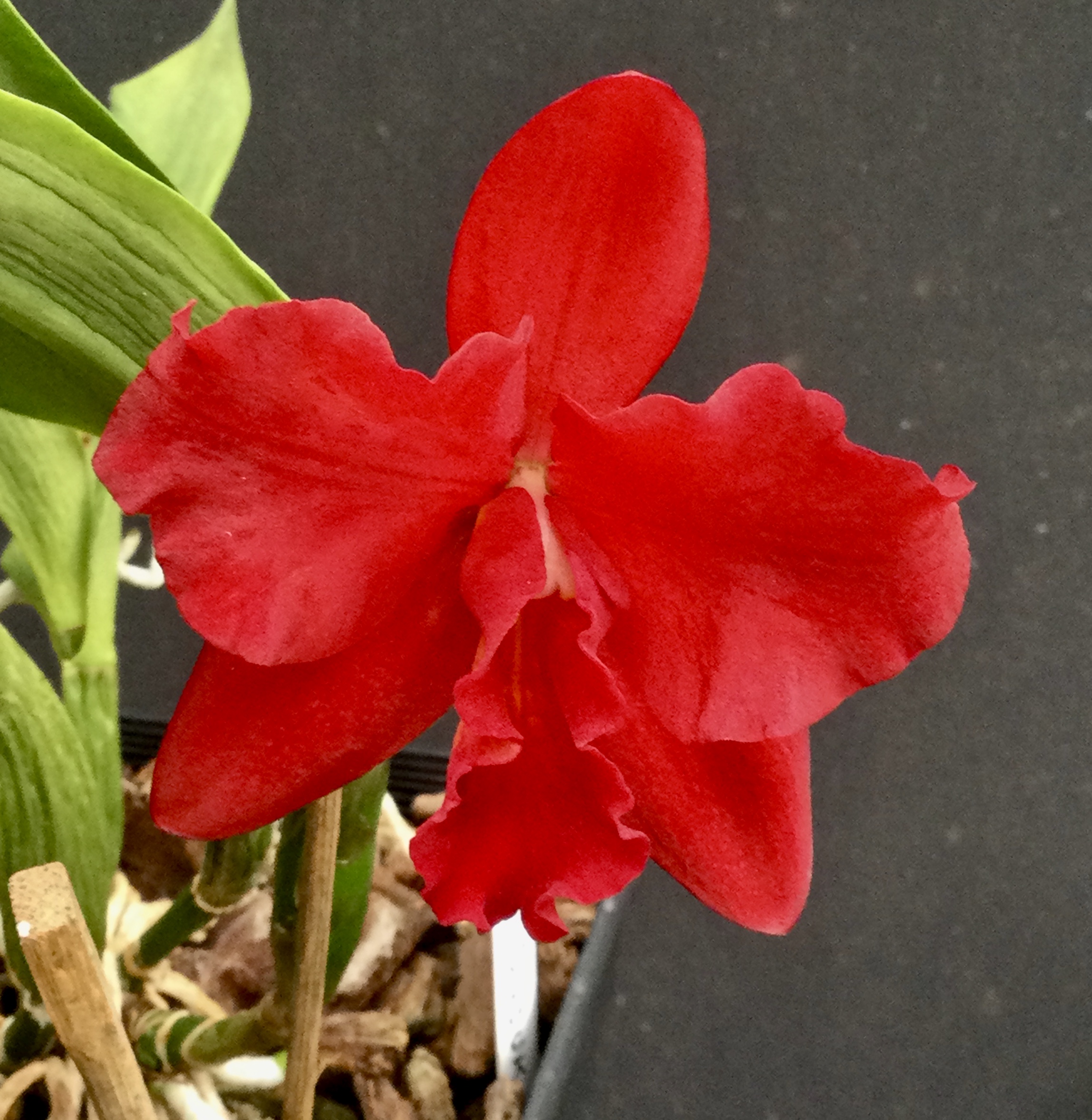 Gsl. Dixie Jewels “Suzuki”