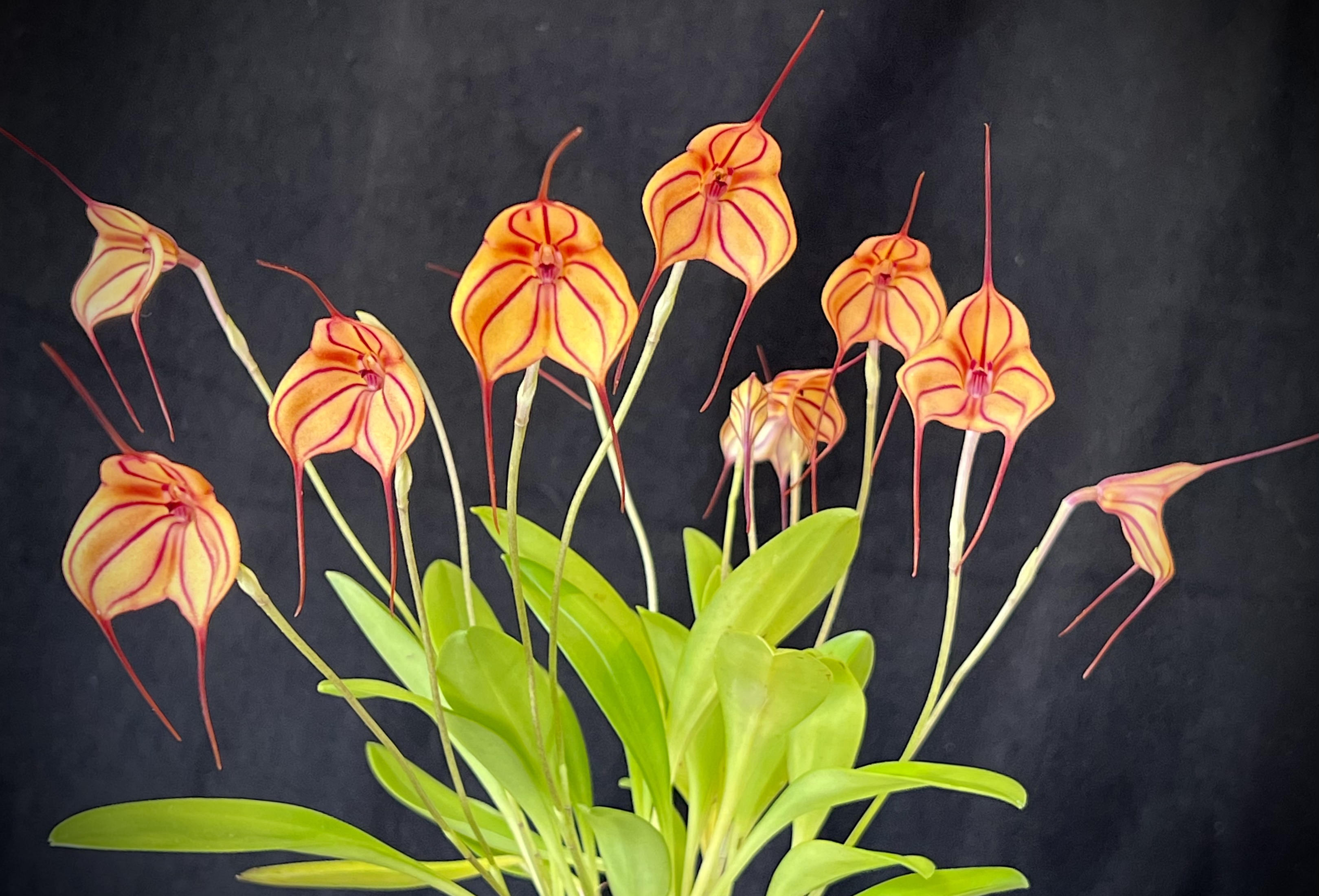 Masdevallia Partisan ‘Cinnamon Stripes’