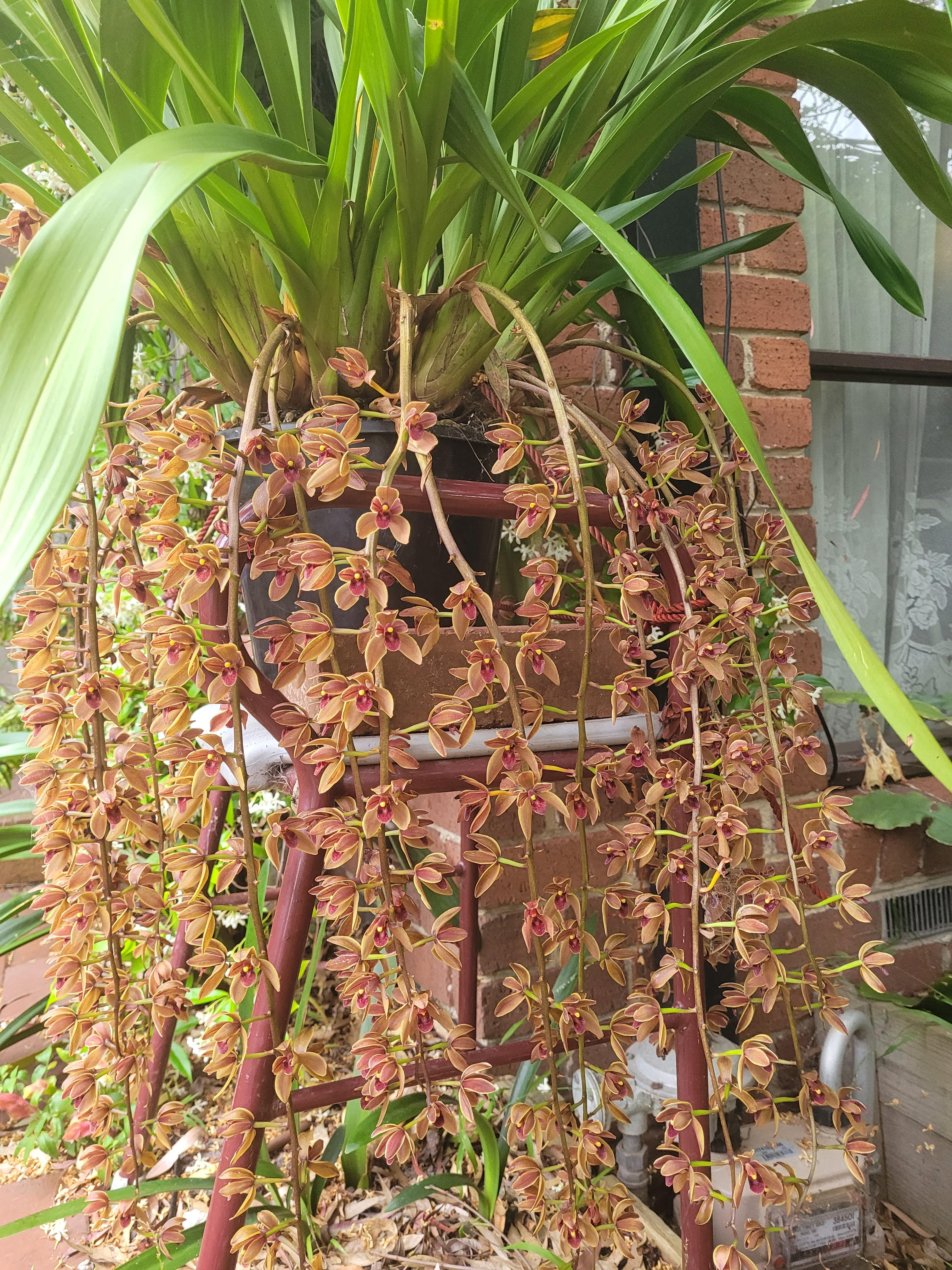 Cymbidium Cricket