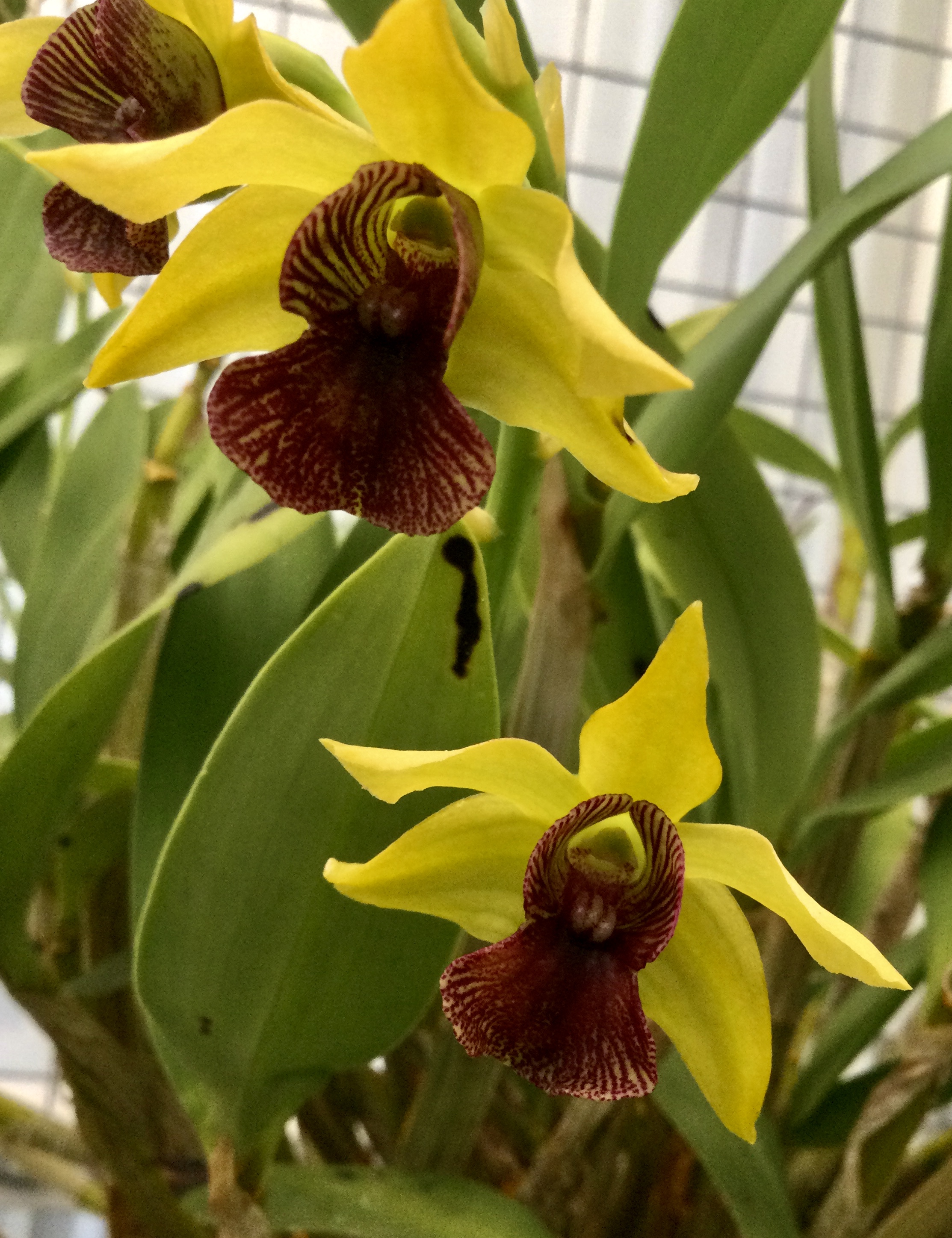 Dendrobium Gerald McCraith