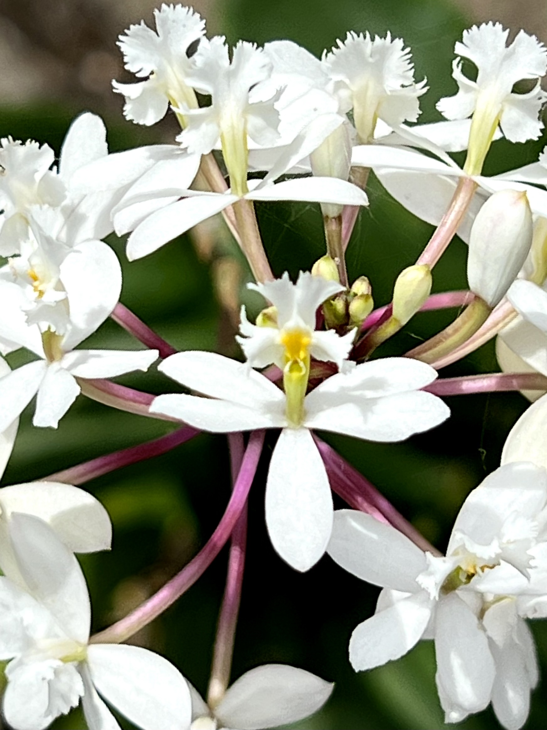 Epidendrum white