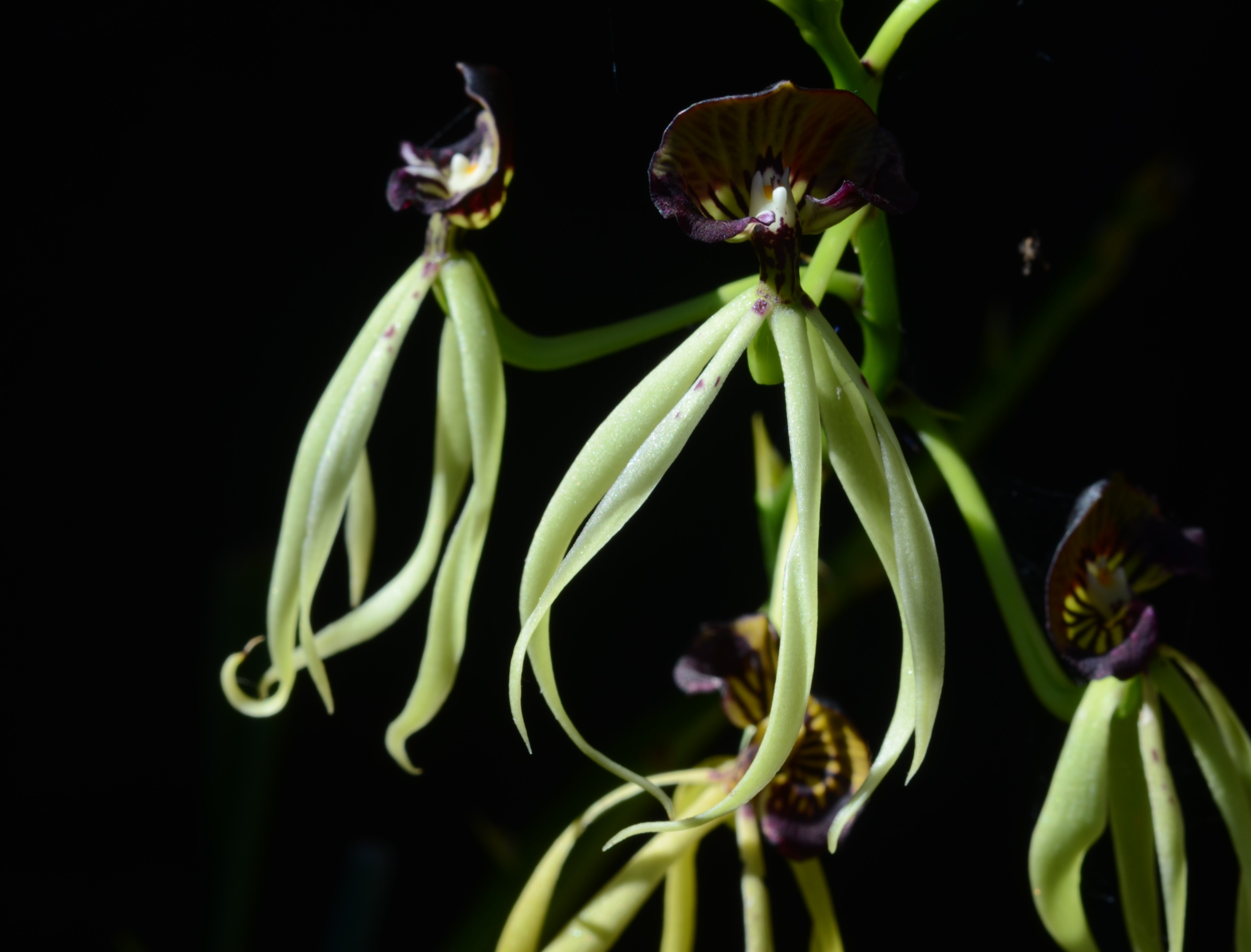 Encyclia Cochleata