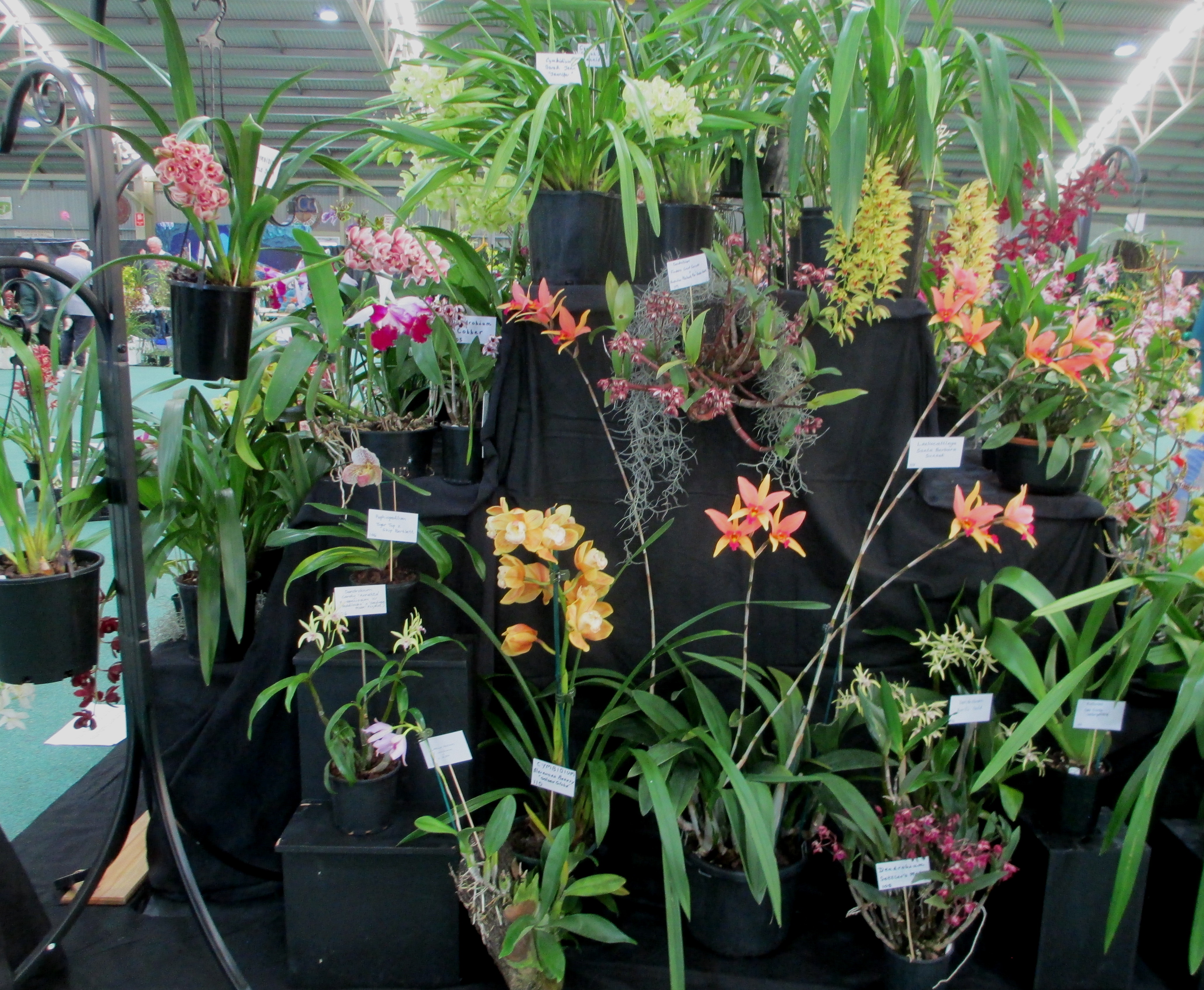 SSOS at OSCOV Show -Melbourne Extravaganza 2023