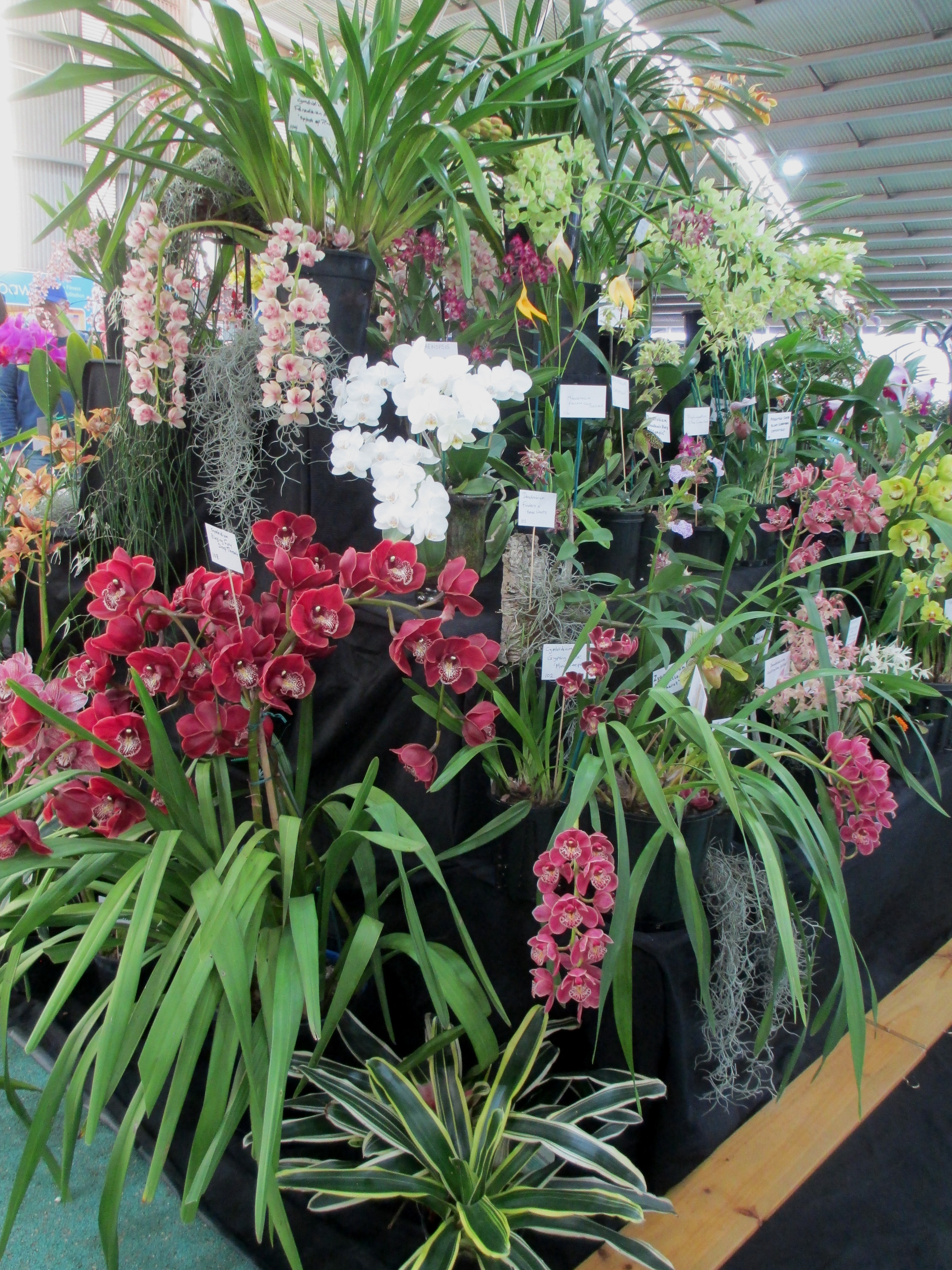 SSOS at OSCOV Show -Melbourne Extravaganza 2023