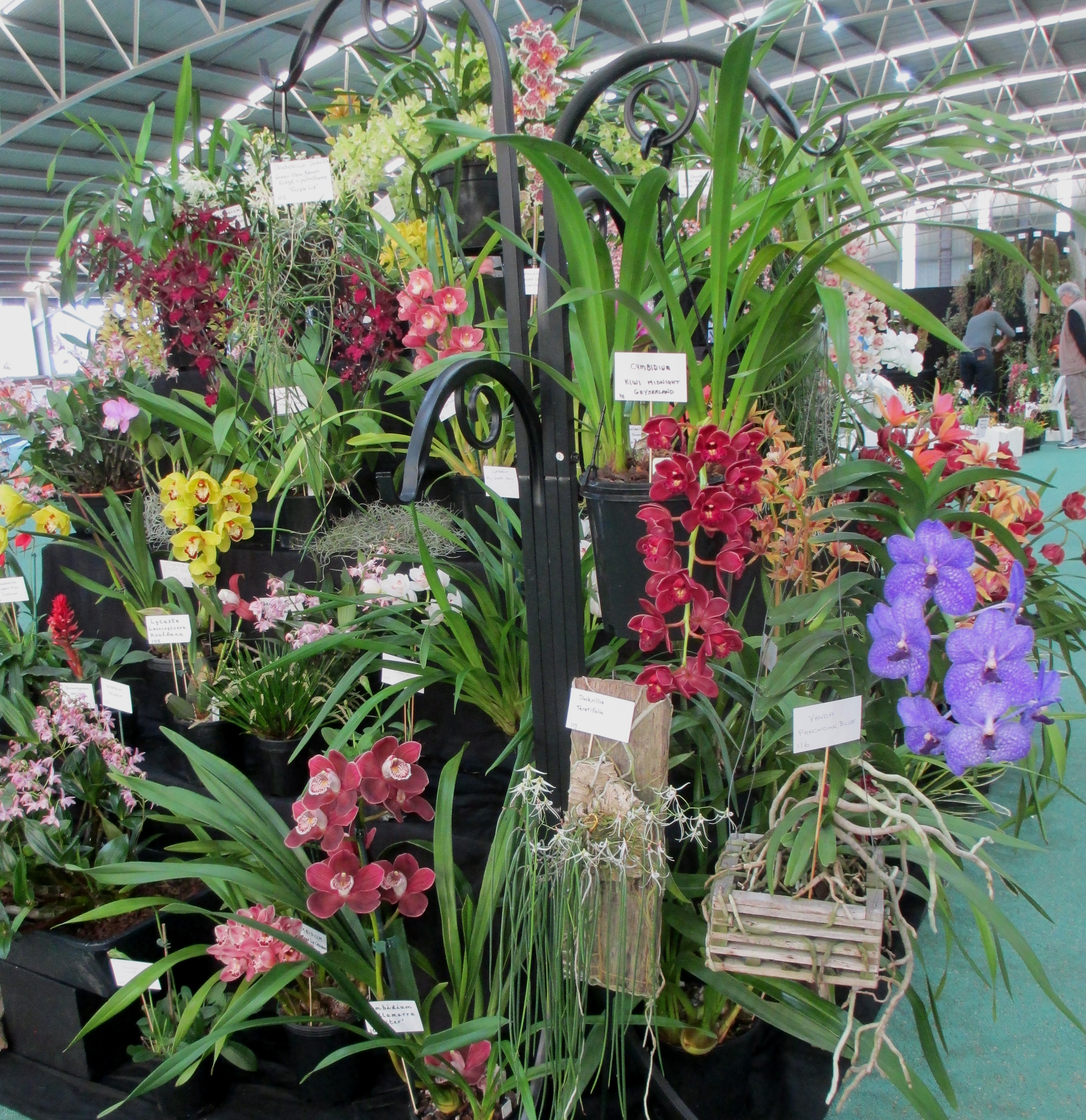 SSOS at OSCOV Show -Melbourne Extravaganza 2023