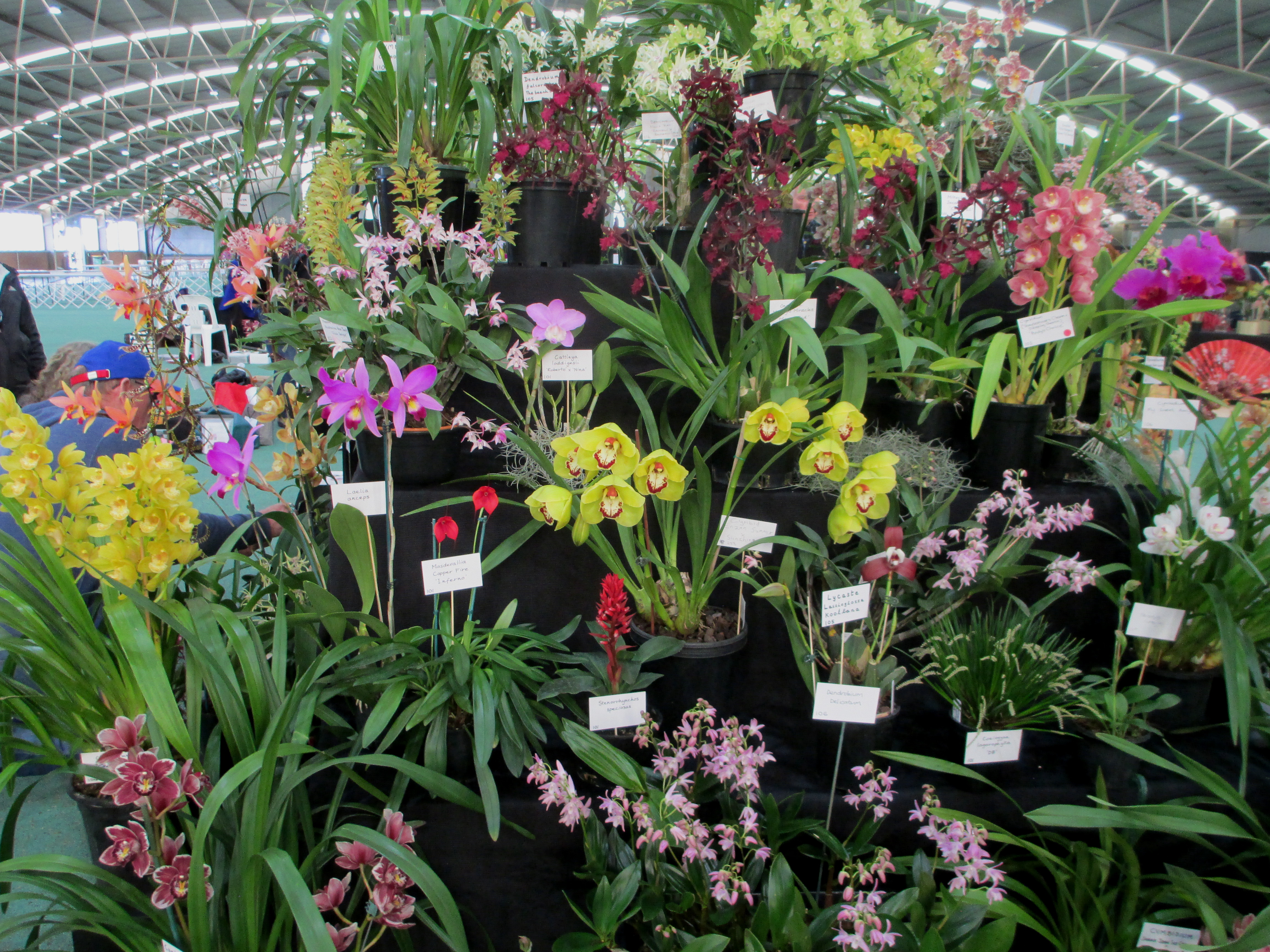 SSOS at OSCOV Show -Melbourne Extravaganza 2023