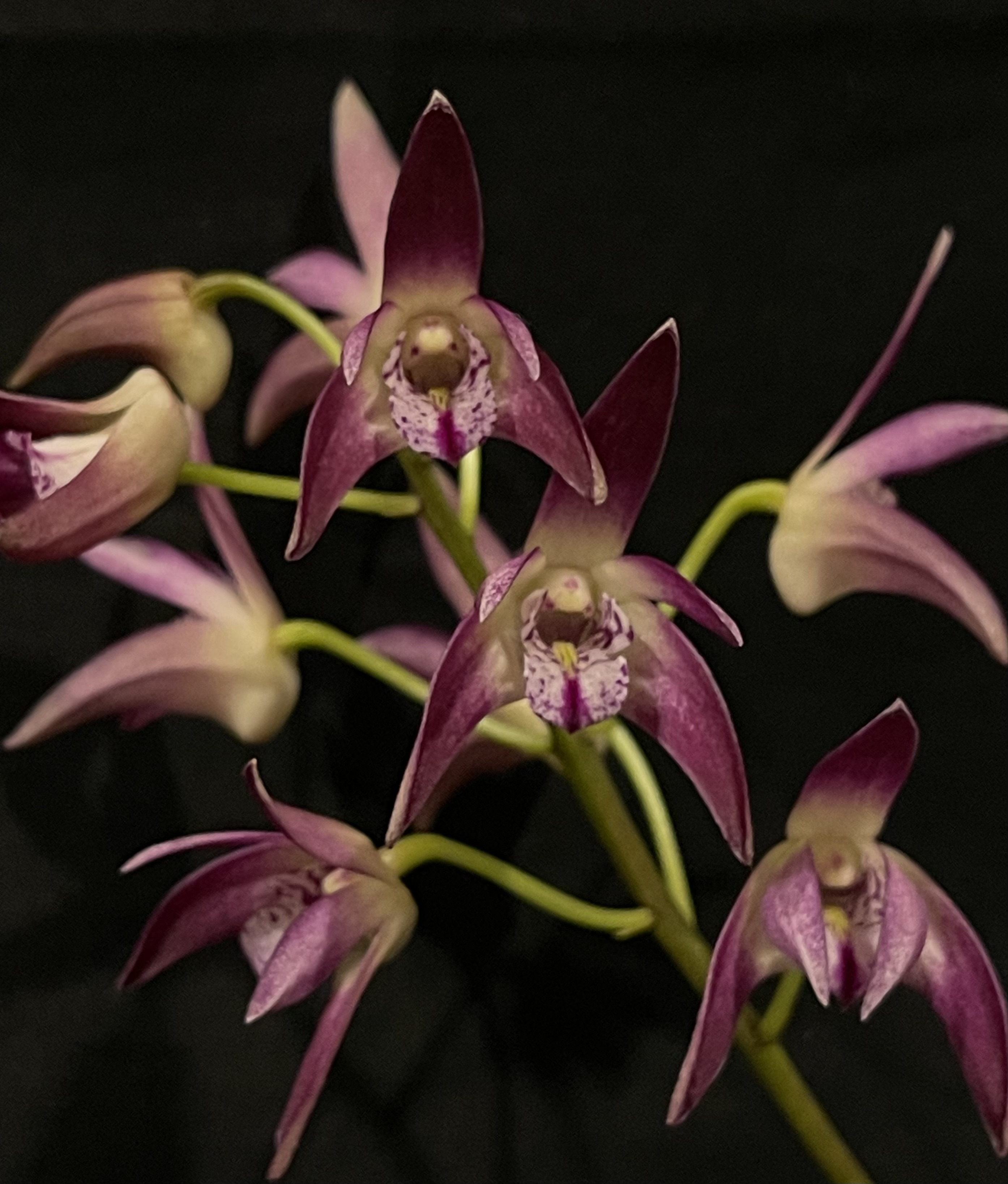 Dendrobium Windsor Downs