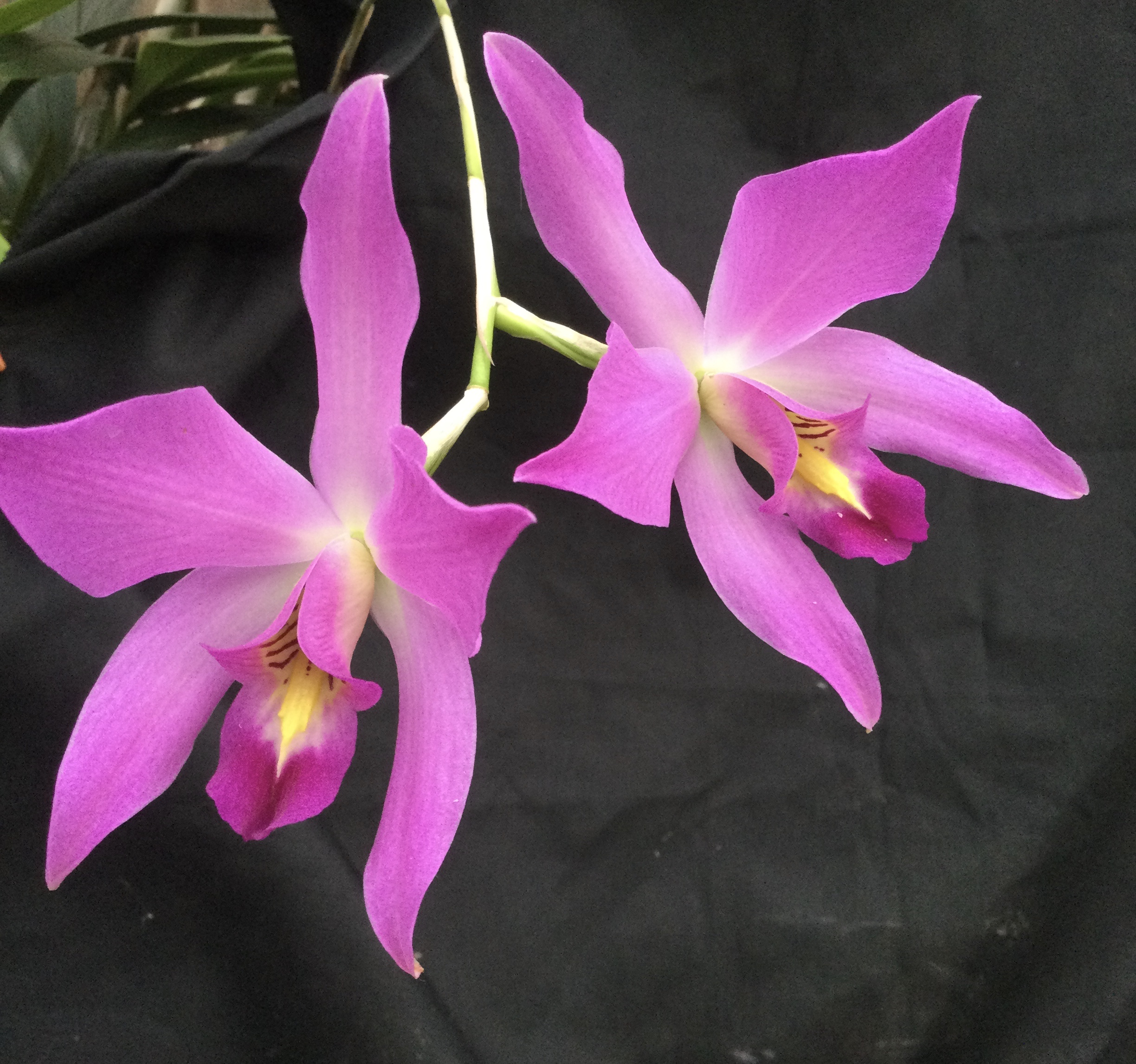 Laelia Anceps Compactum