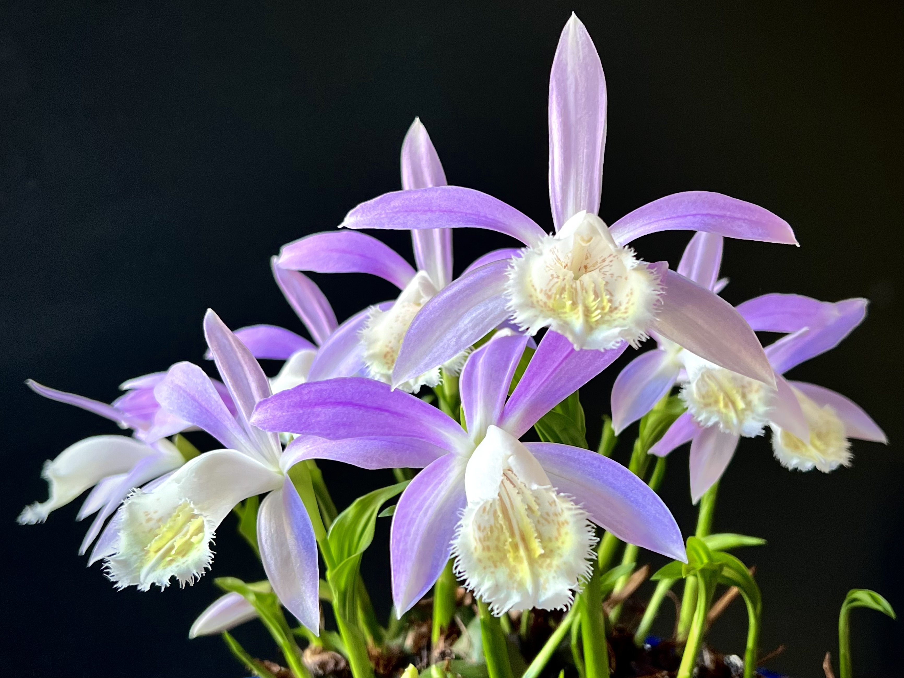 Pleione formosana