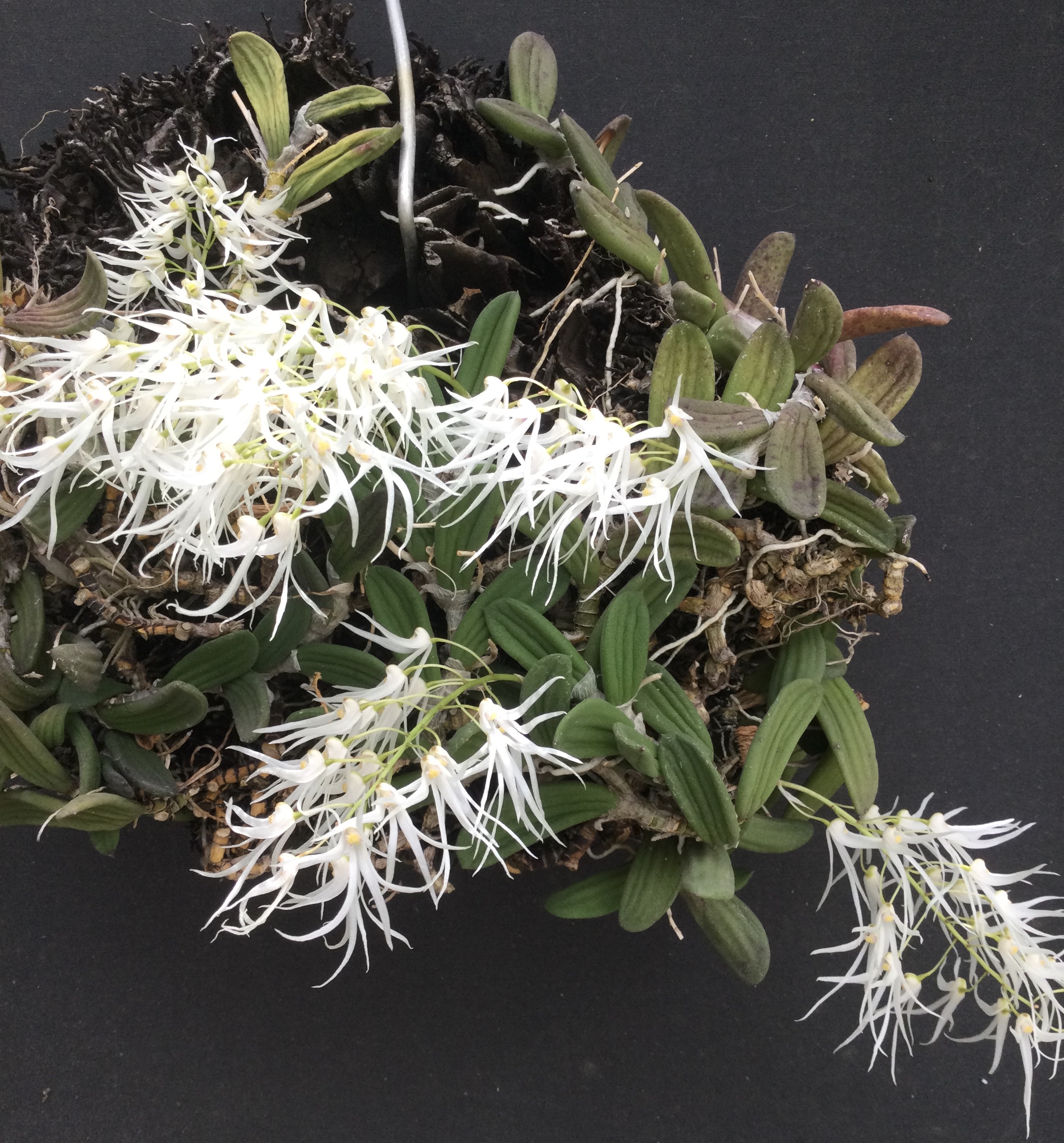 Dendrobium aemulum