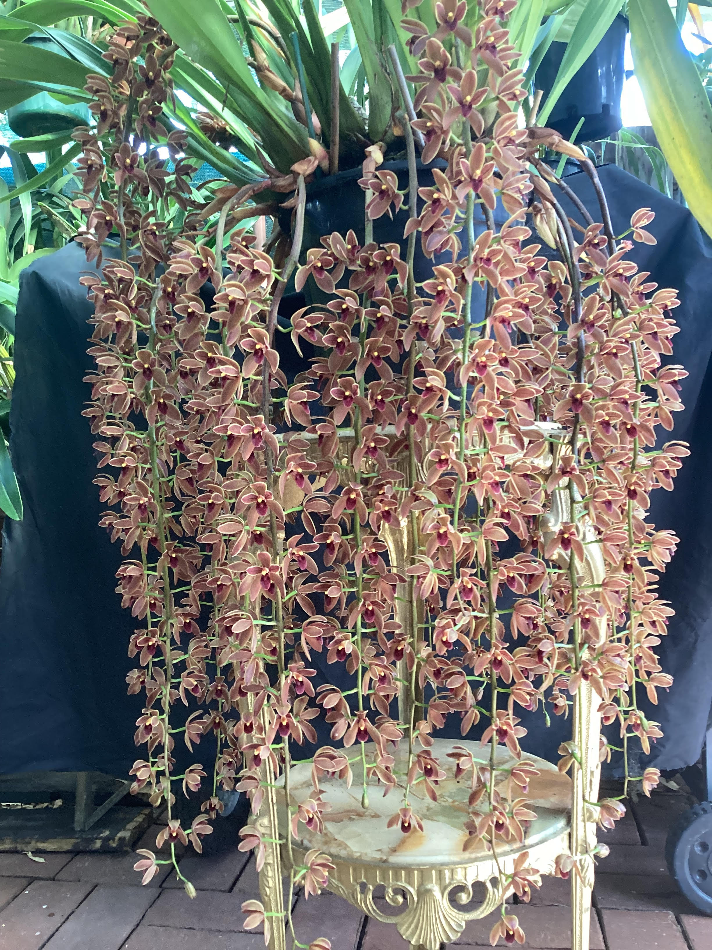Cymbidium Cricket