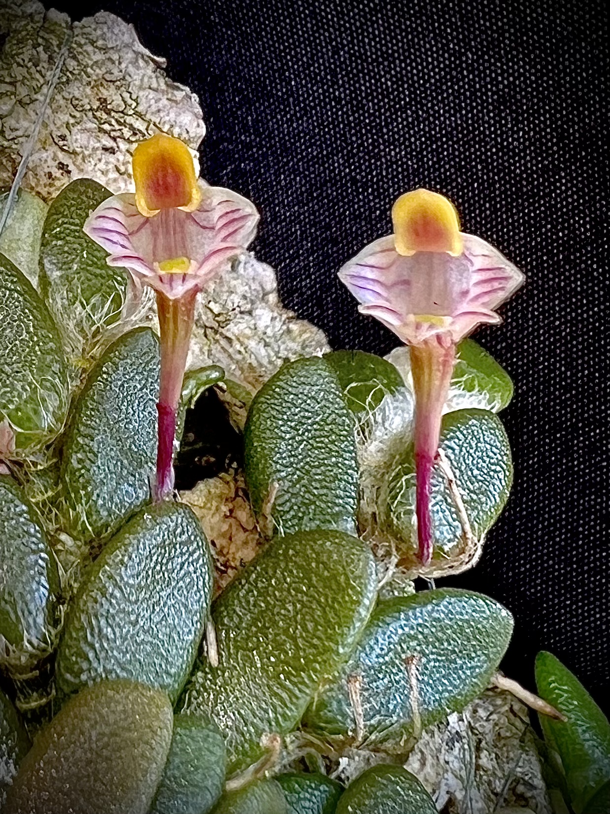 Dendrobium Lichenastrum