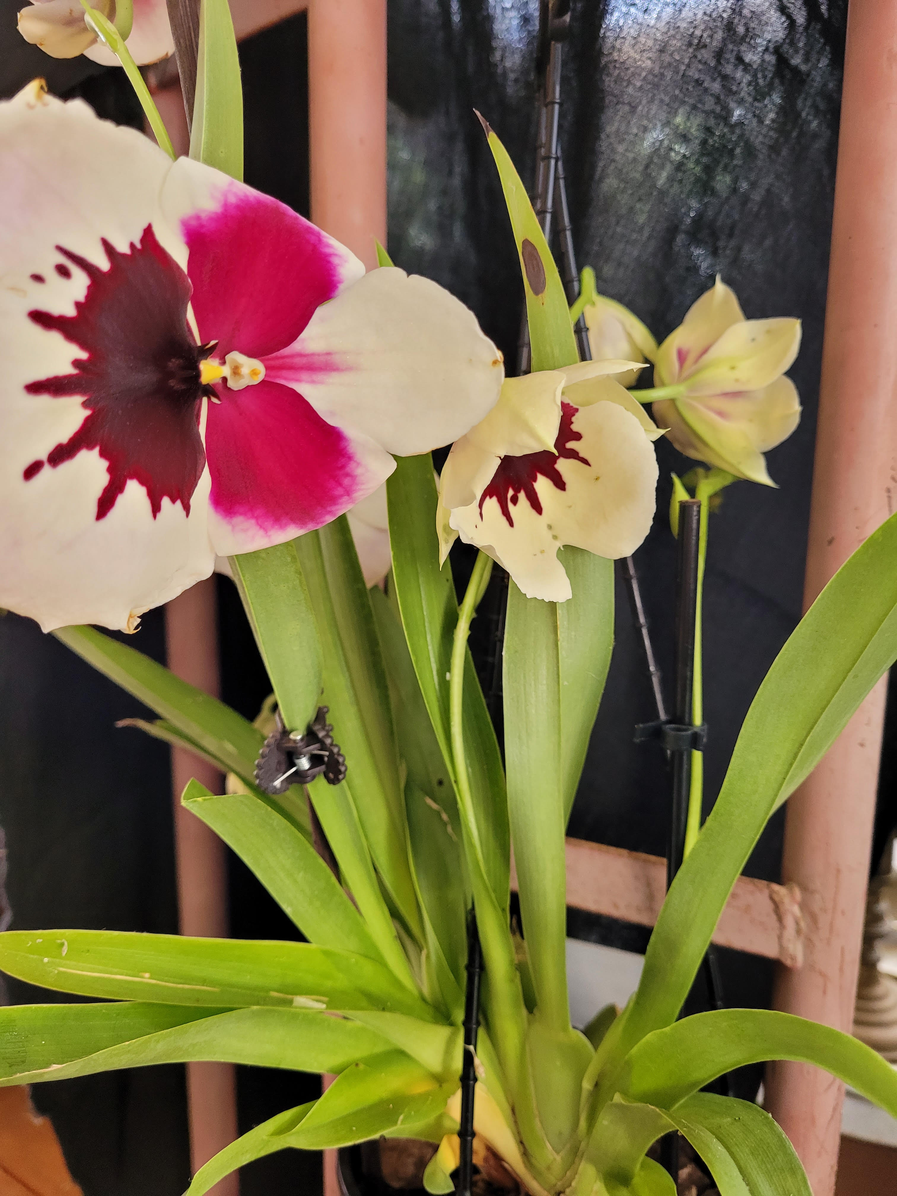 Miltoniopsis