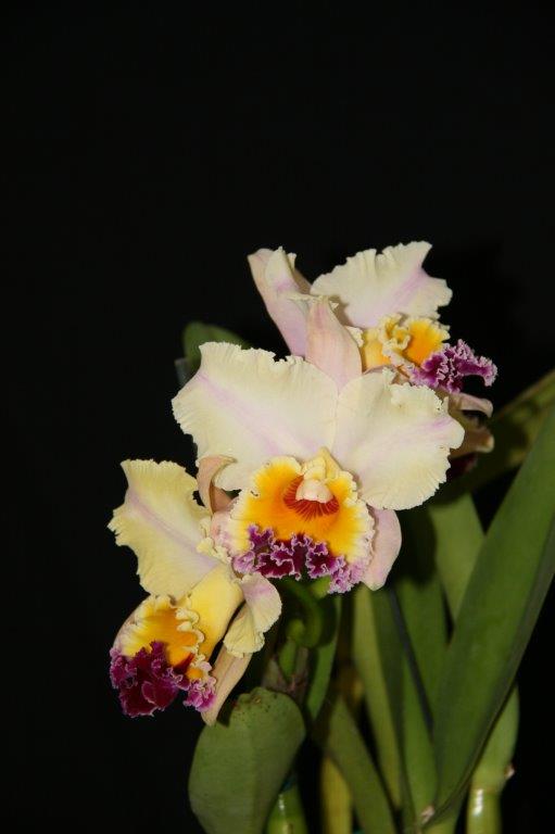 Rlc Deception Peak