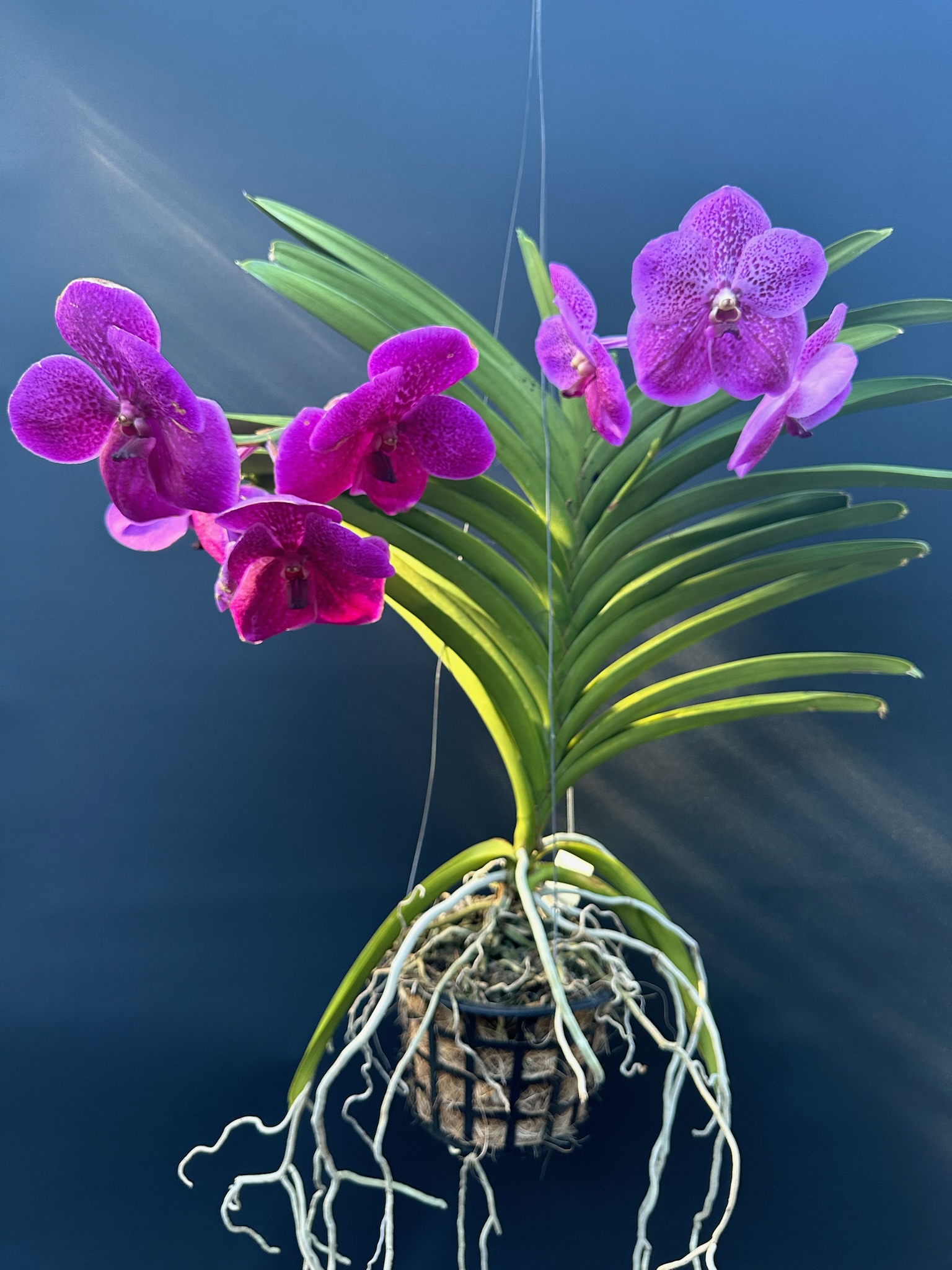 Vanda Robert's Delight