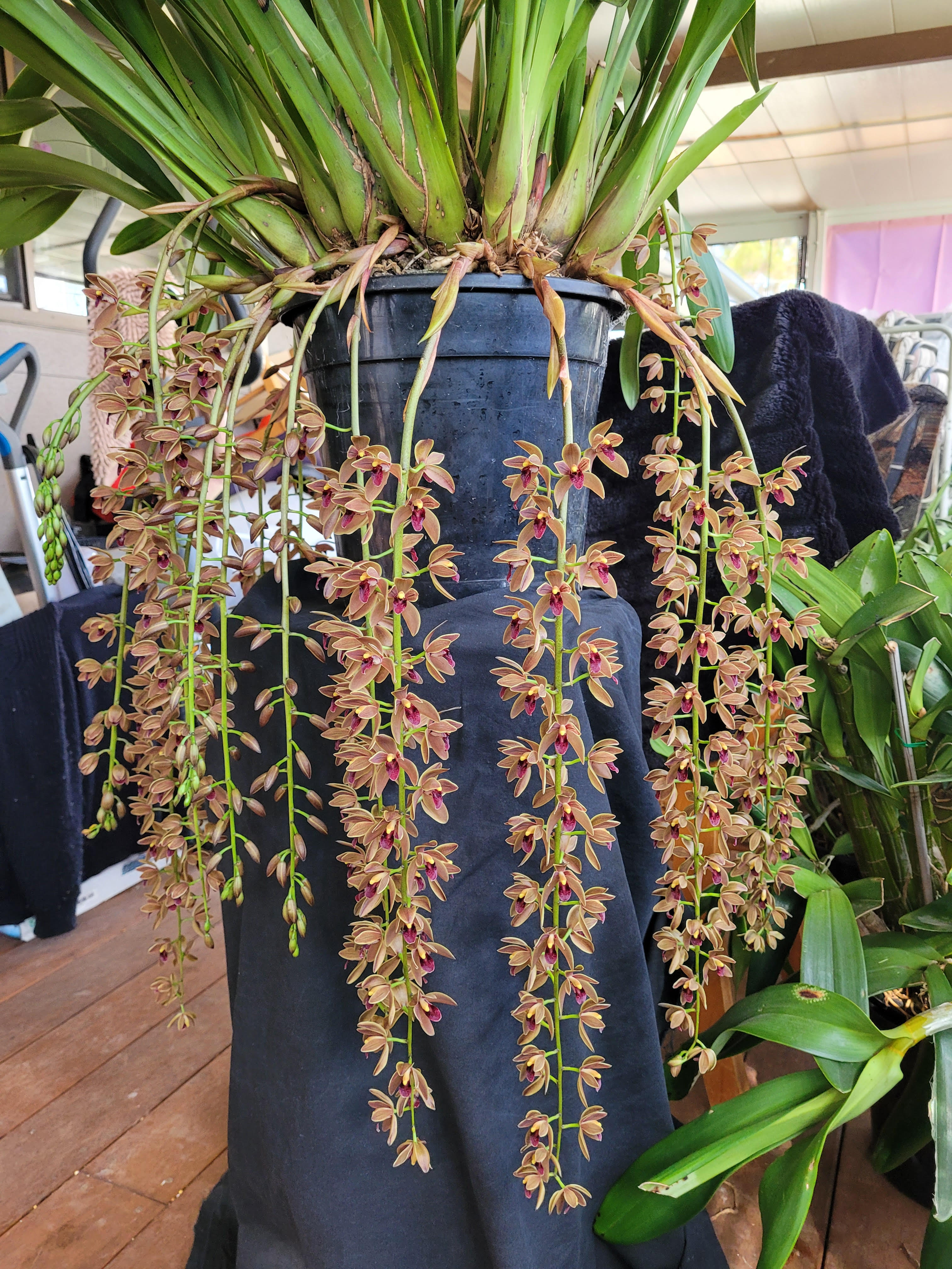 Cymbidium Cricket