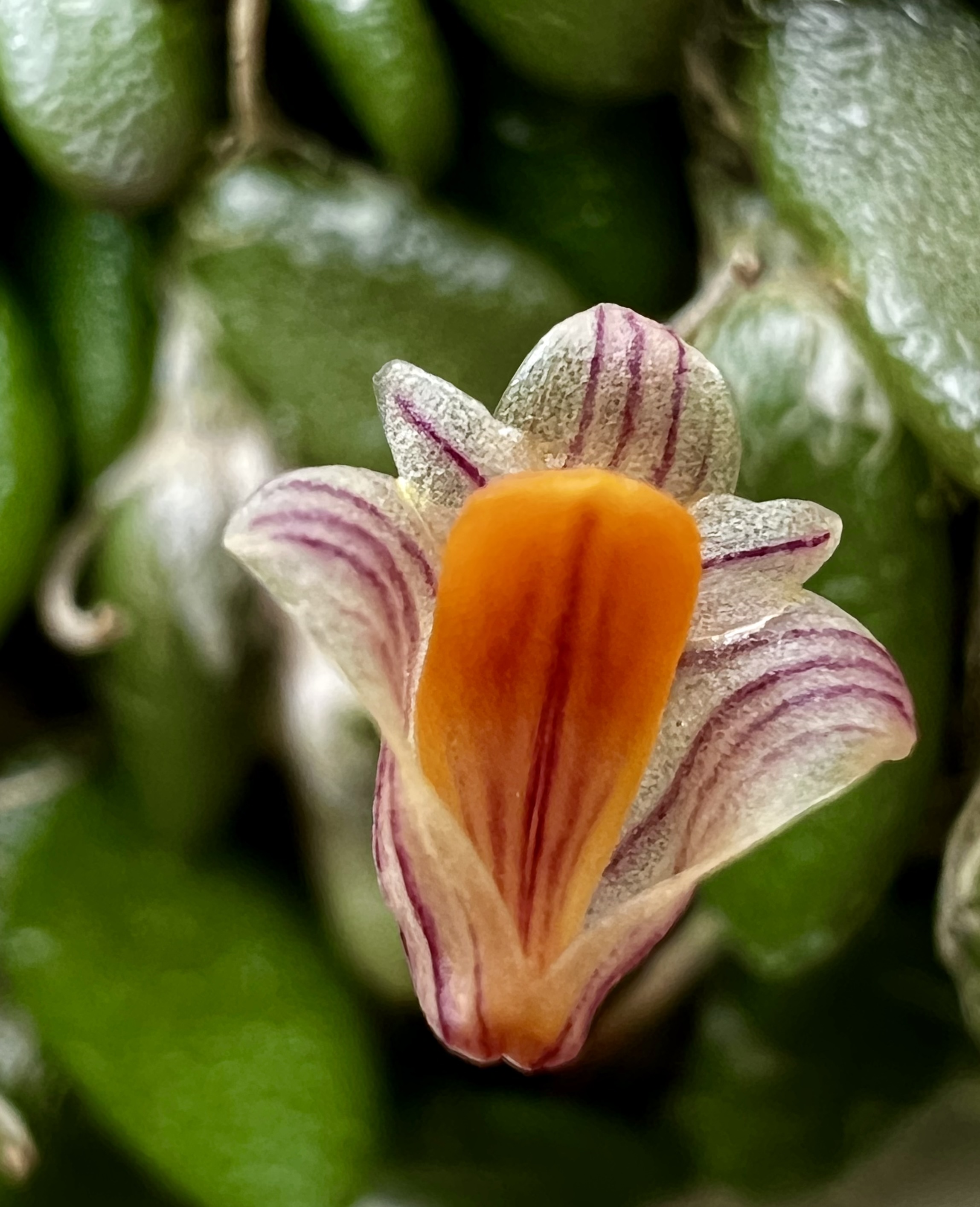 Dendrobium Lichenastrum