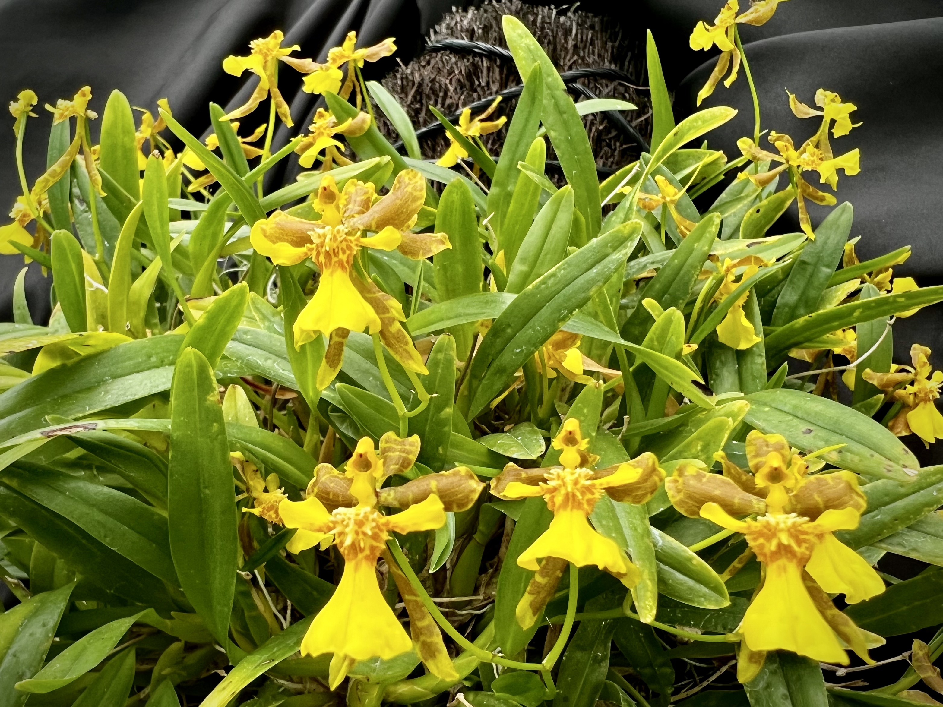 Oncidium uniflorum