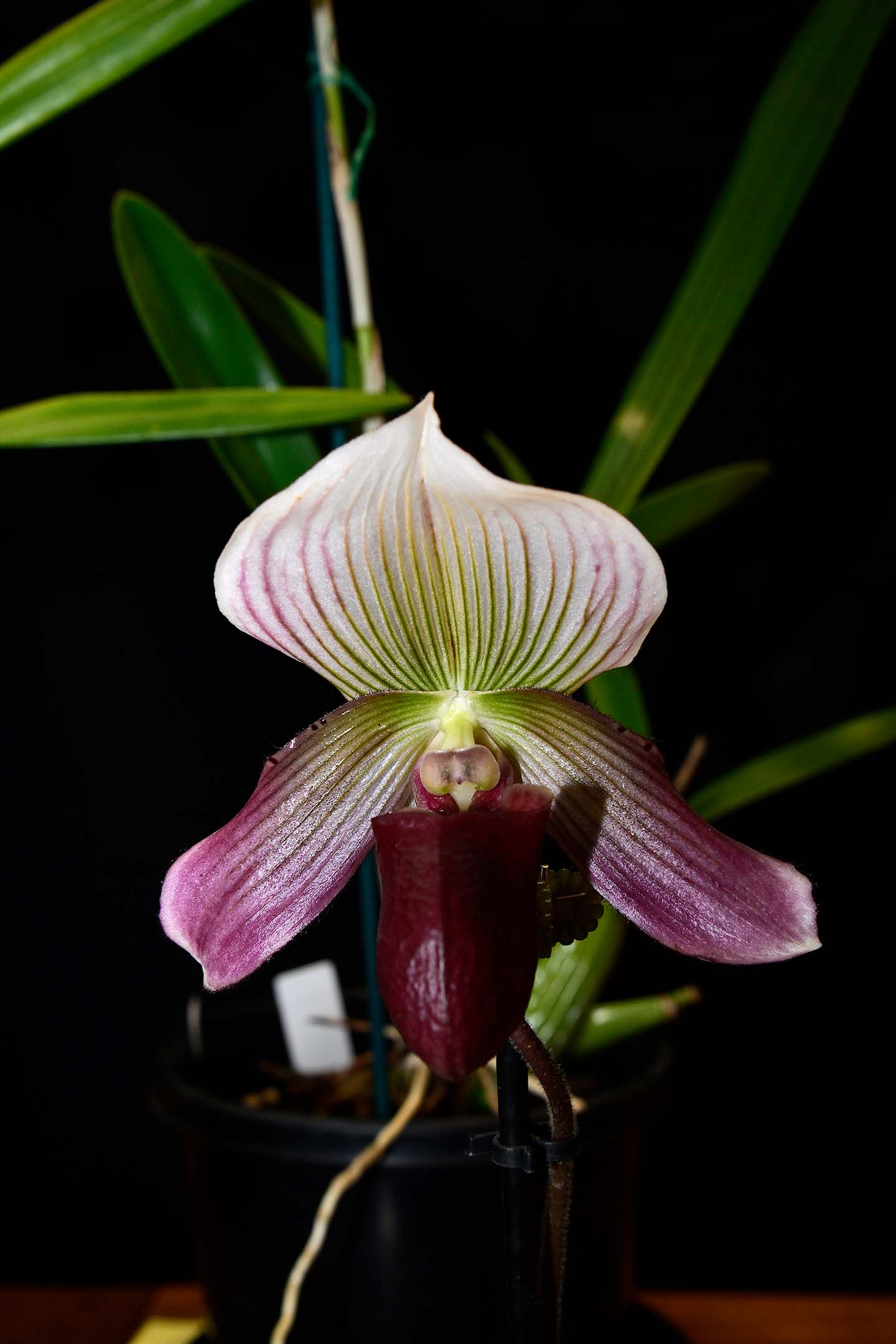 Best in Intermediate - Paphiopedilum Doya Impulse - S Hill