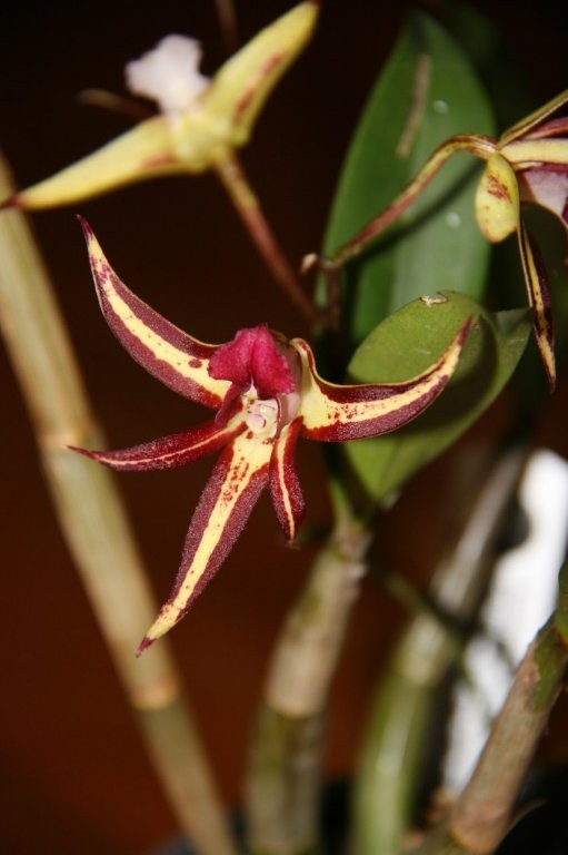 Best Seedling Shown for 1st Time - Den Australian Black & Green x Jesmond Sparkler