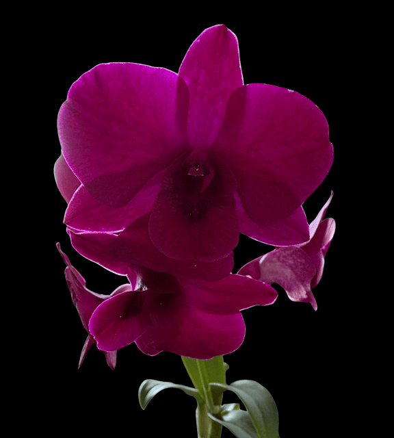 Dendrobium Double Happiness