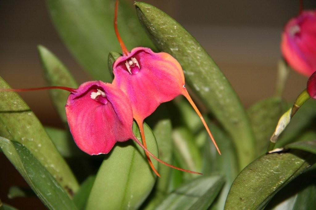 Popular Vote - Masdevallia Hot Shot
