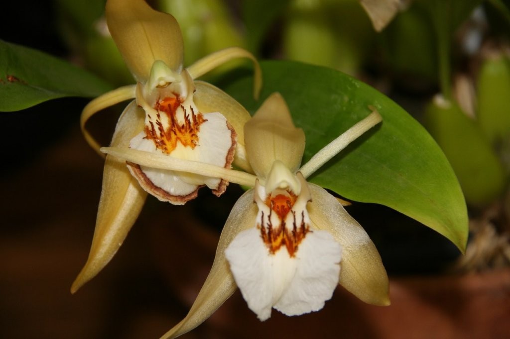 Judges Vote and Best in Open - Coelogyne eberhardtii