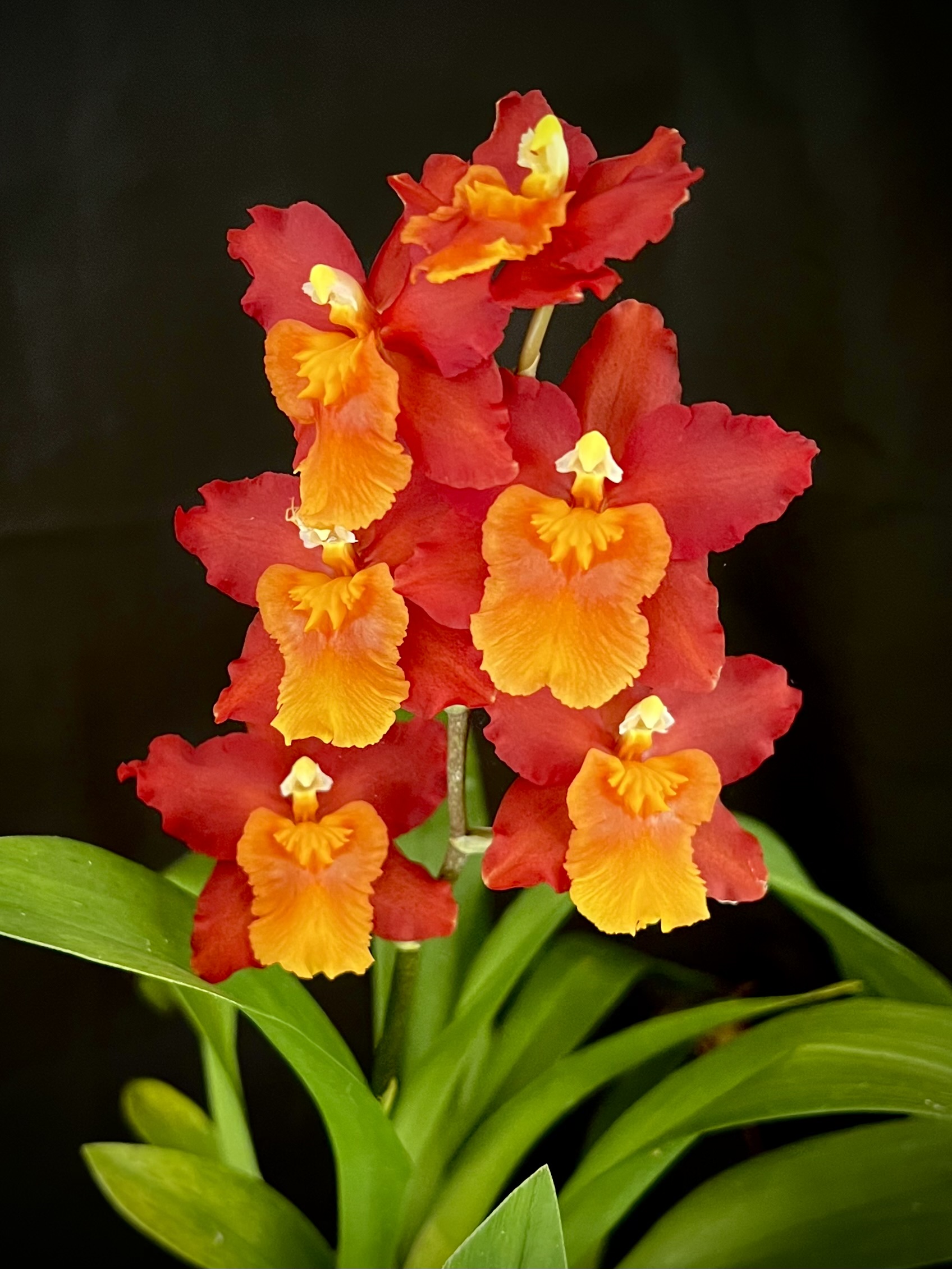 Wilsonara Hilo Firecracker 'Bling'