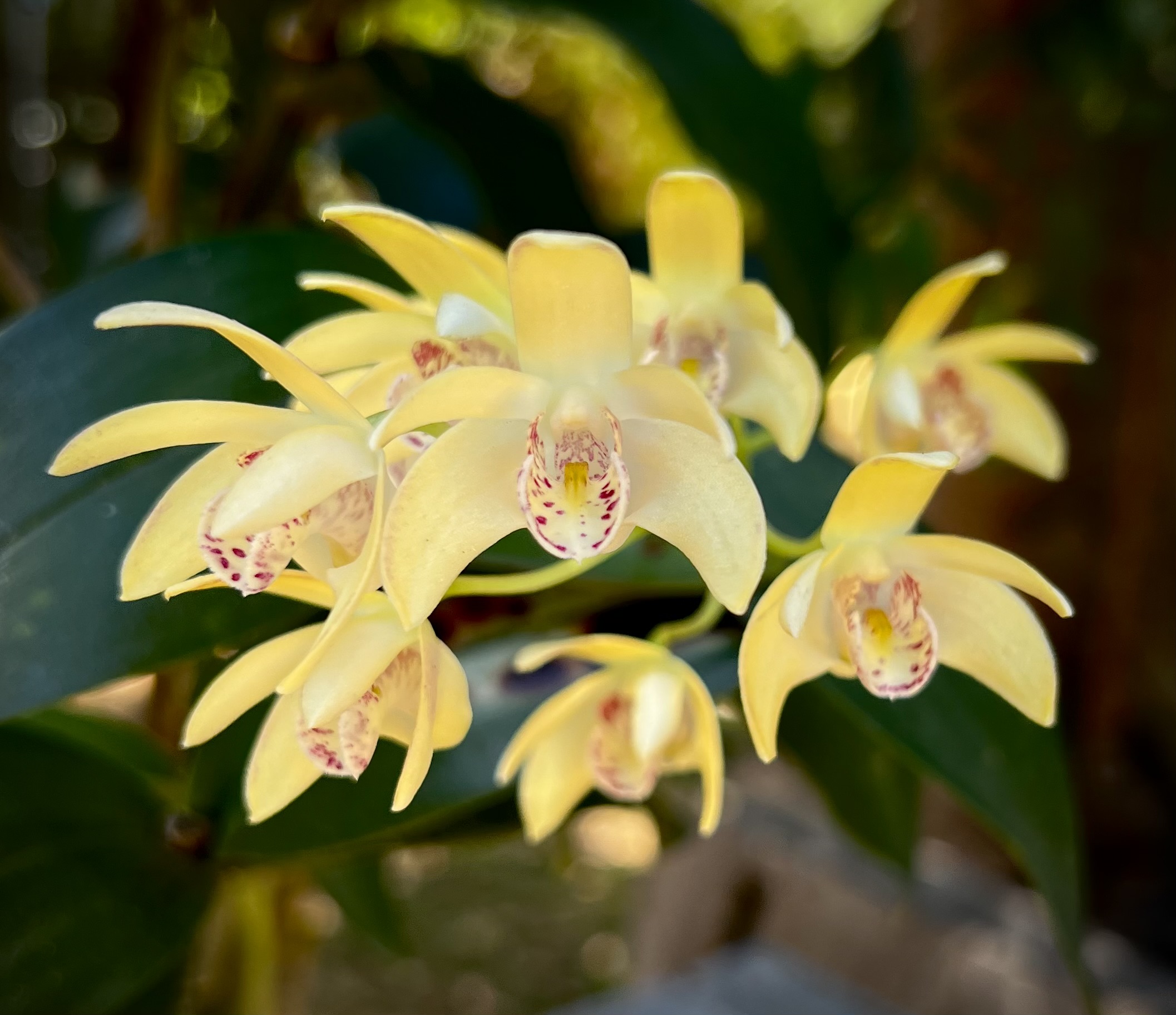 Den Wonga Gold x Graham Hewitt = Hewitt Glow