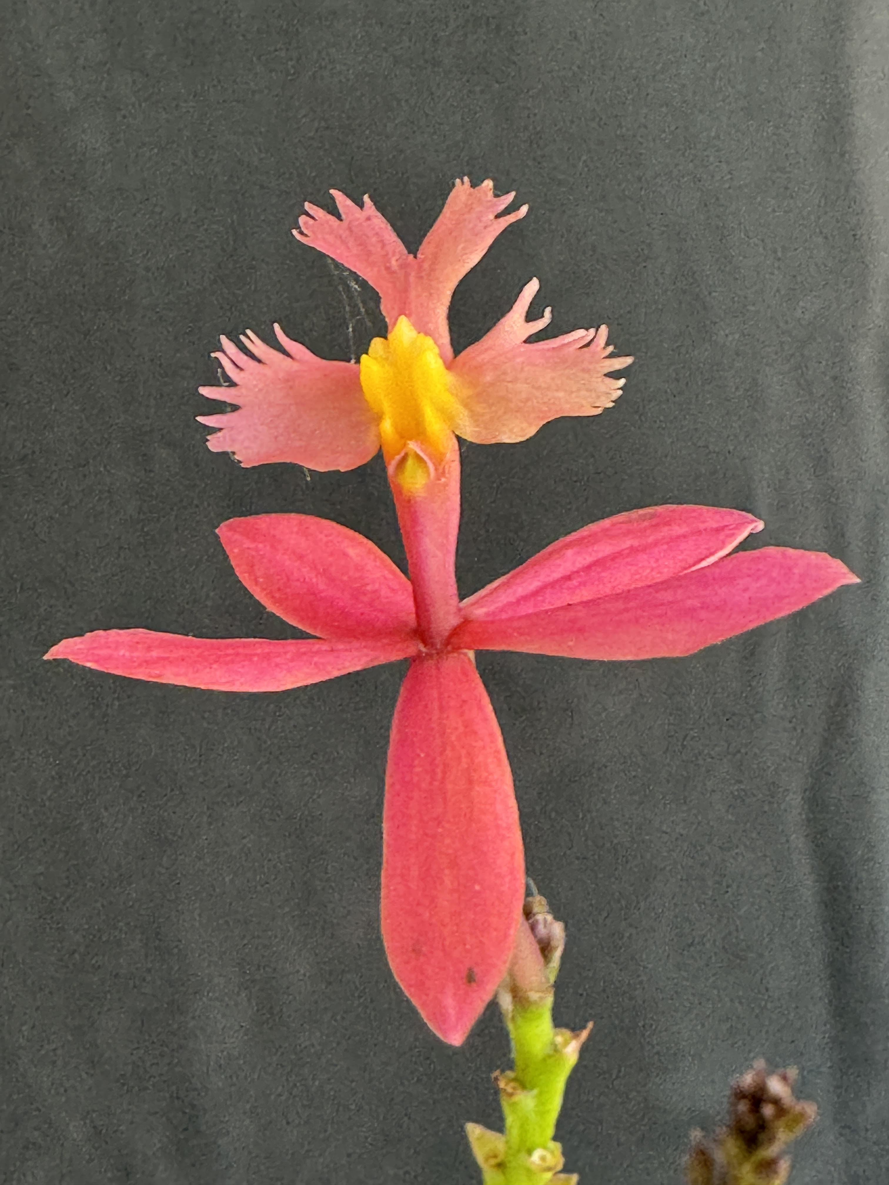 Epidendrum 'Inca'