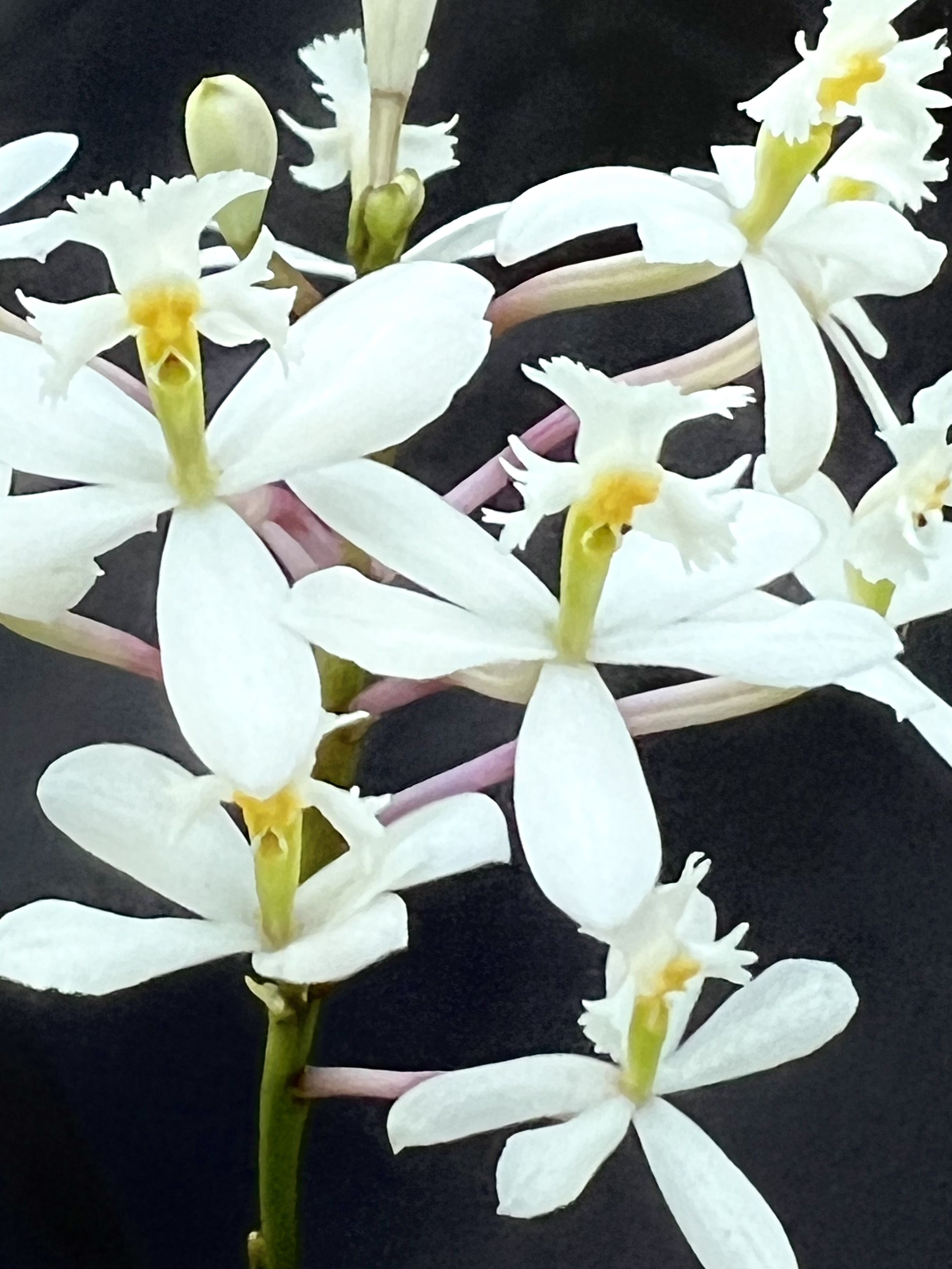 Epidendrum Wonder White