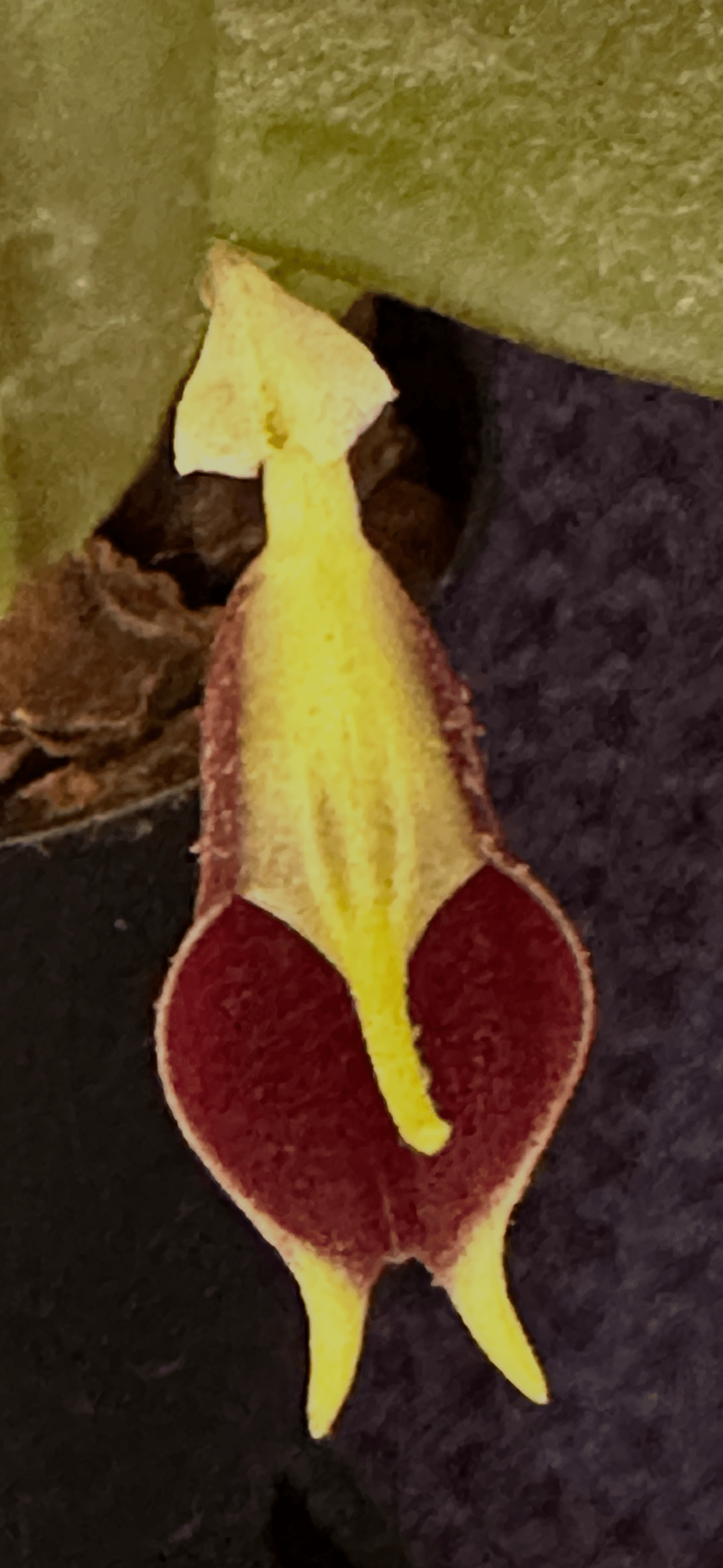 Masdevallia Sanguinea