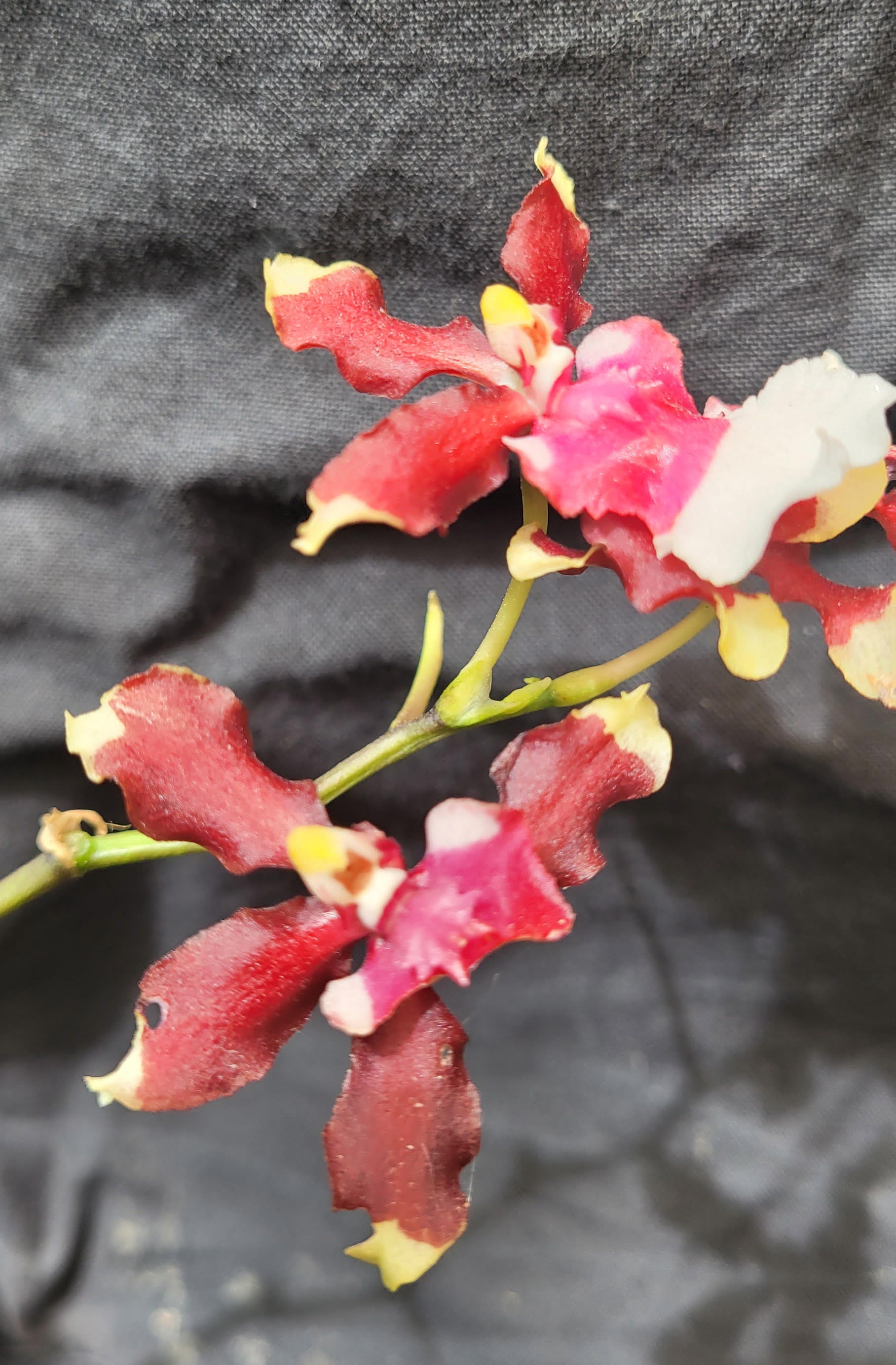Oncidium Aka Baby 'Raspberry Chocolate'