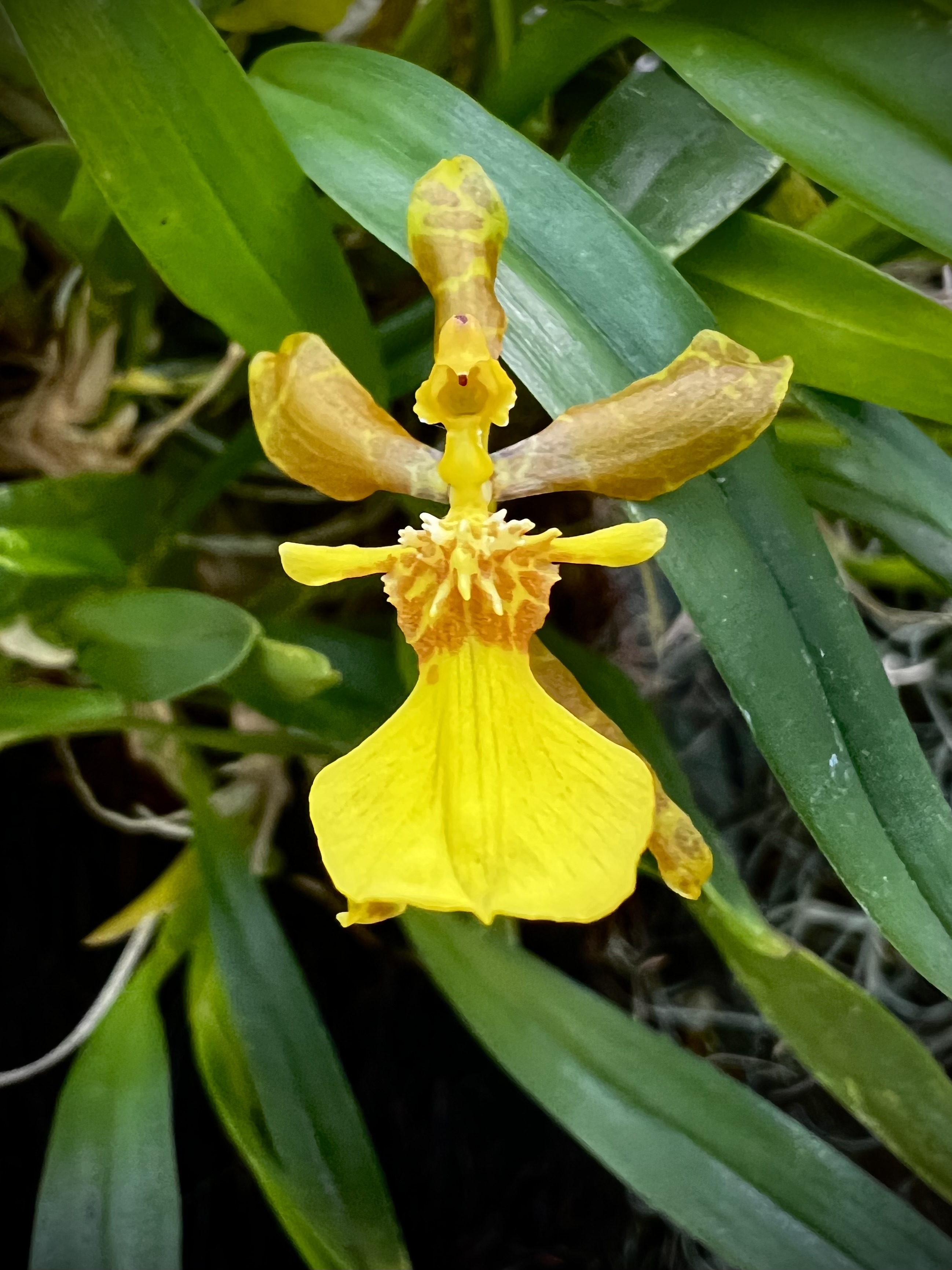 Oncidium uniflorum