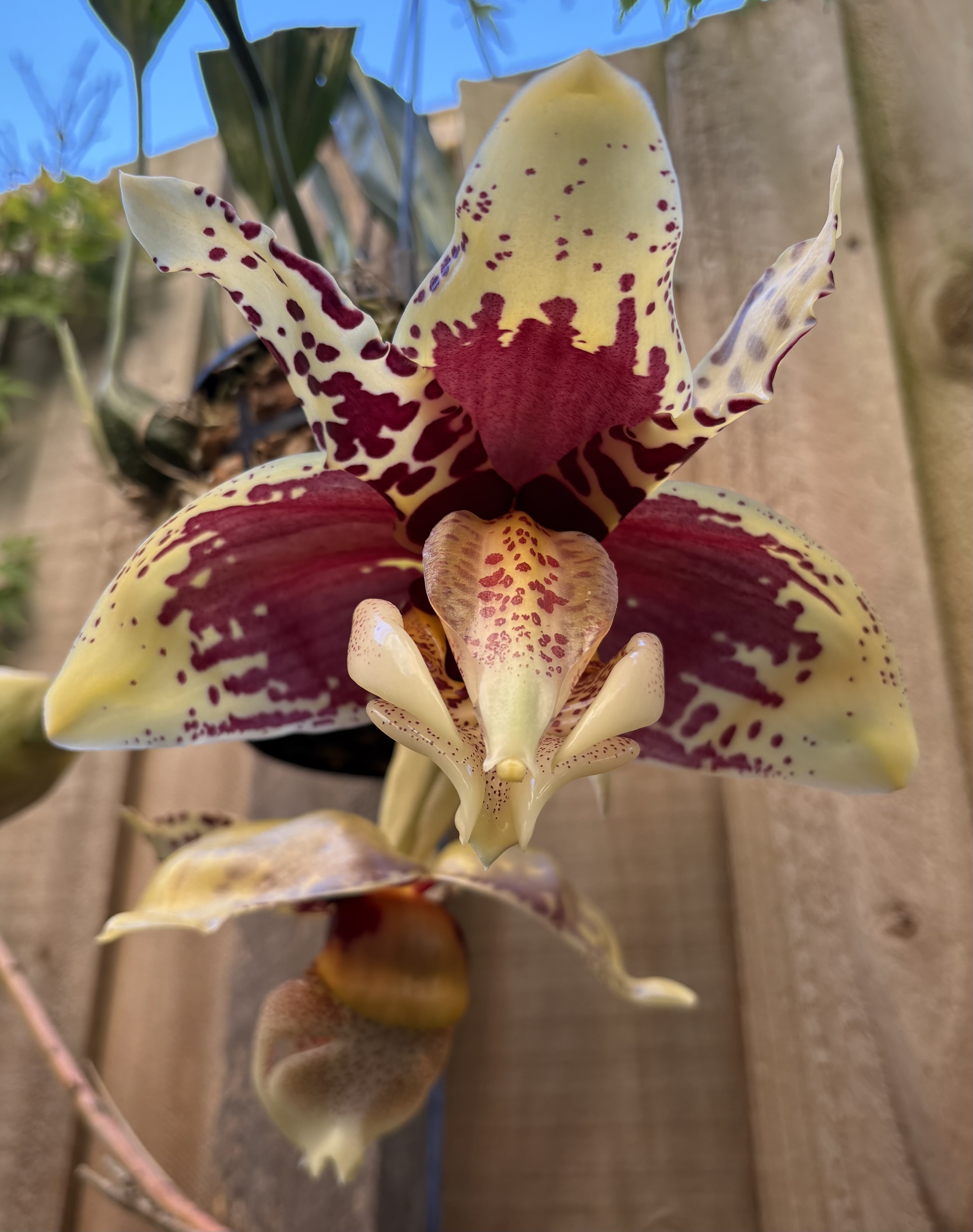Stanhopea Nigroviolacea