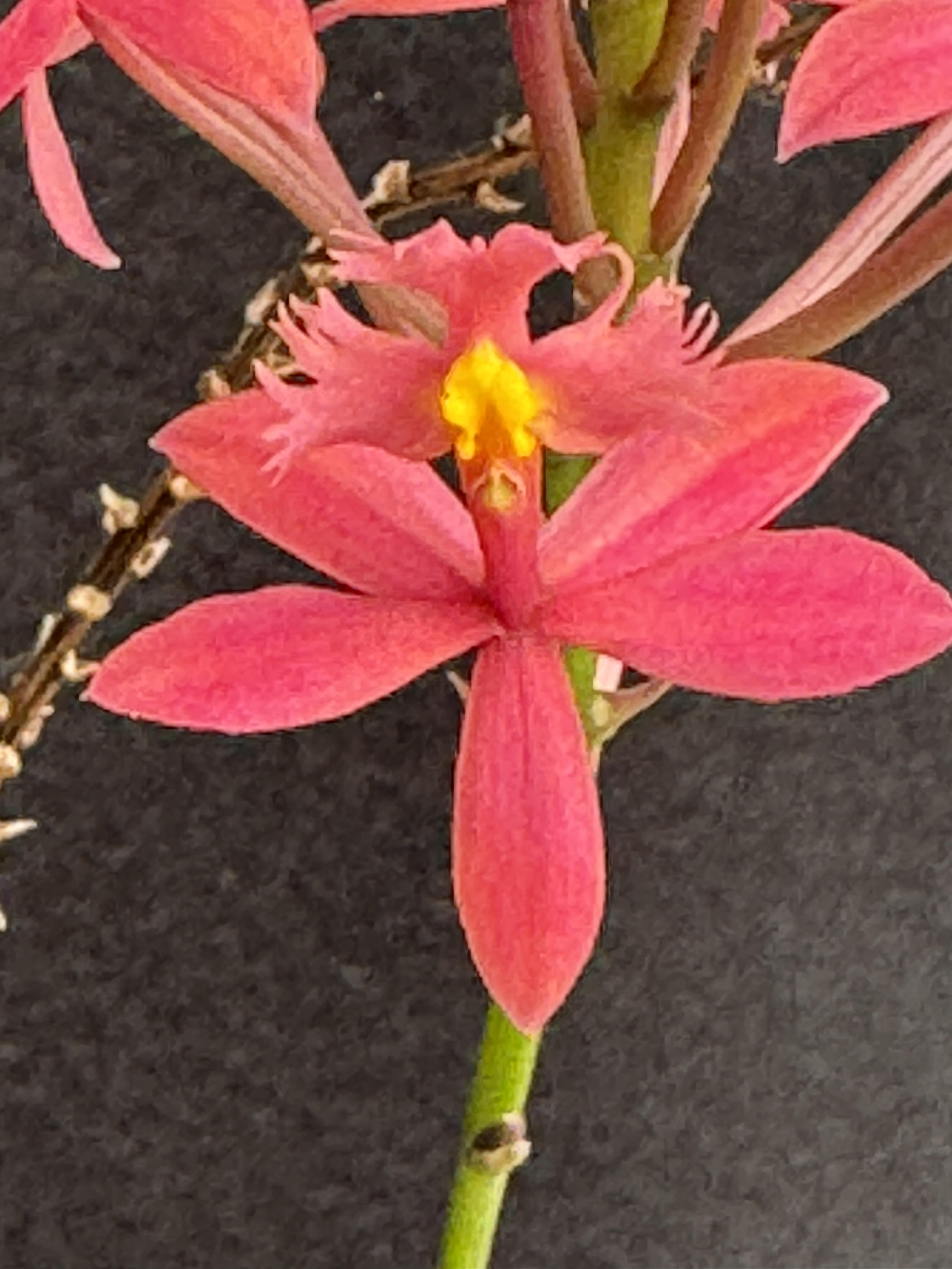 Epidendrum 'Inca'