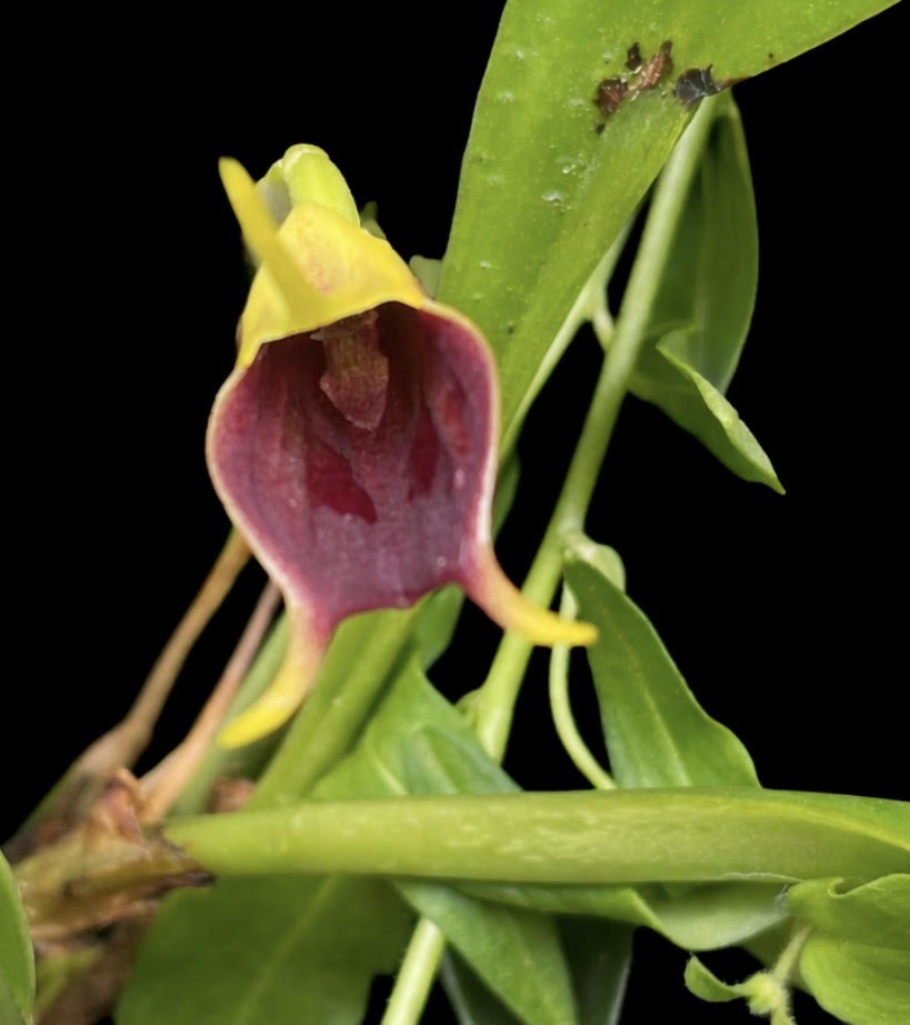 Masdevallia infracta