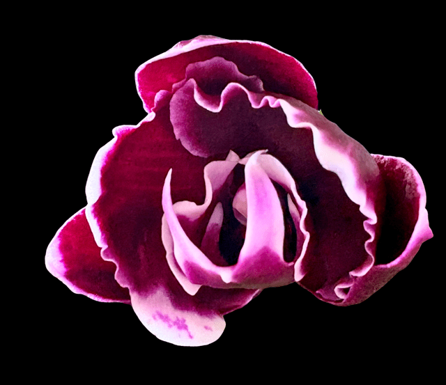 Phalaenopsis unknown