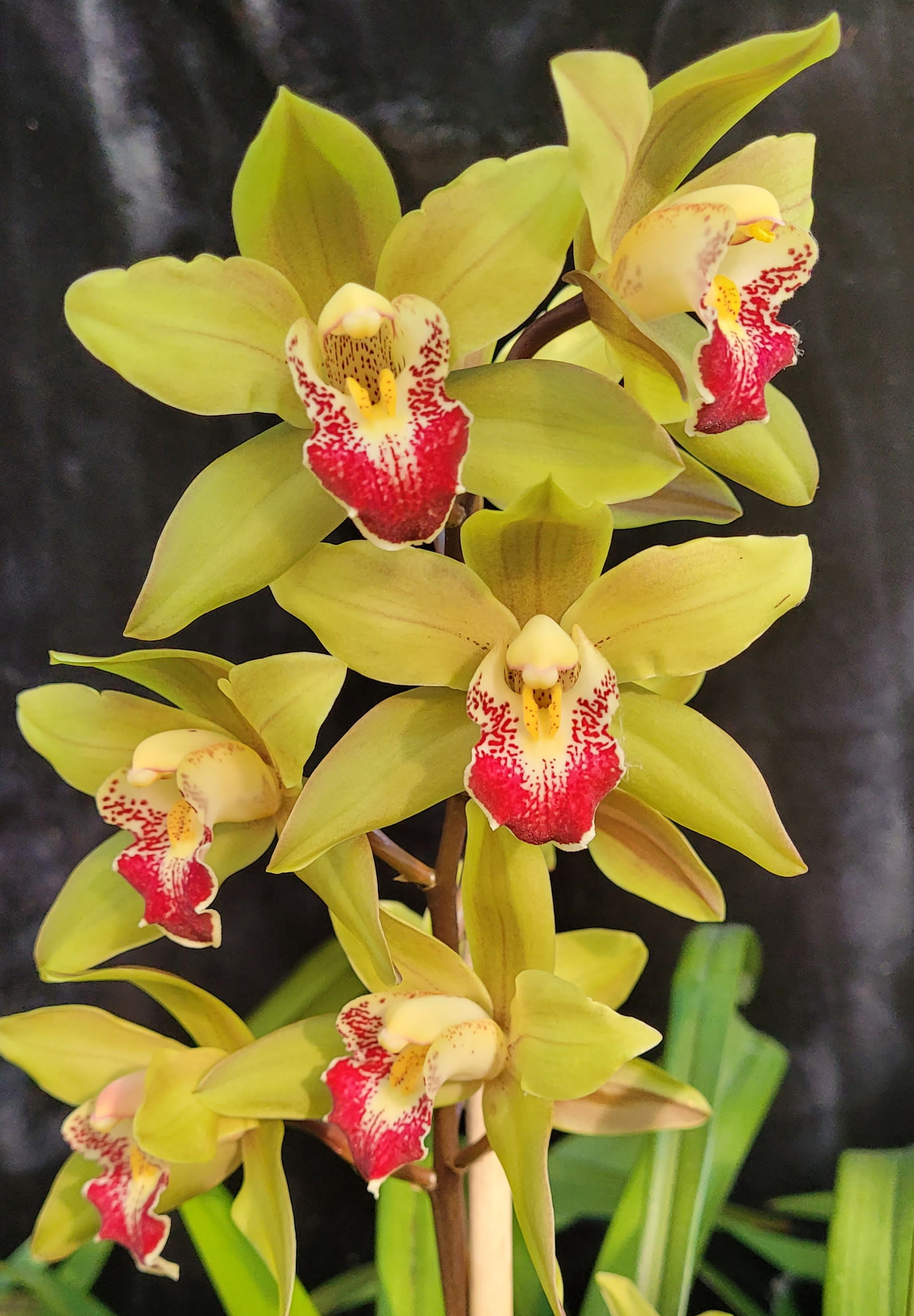 Cymbidium unknown