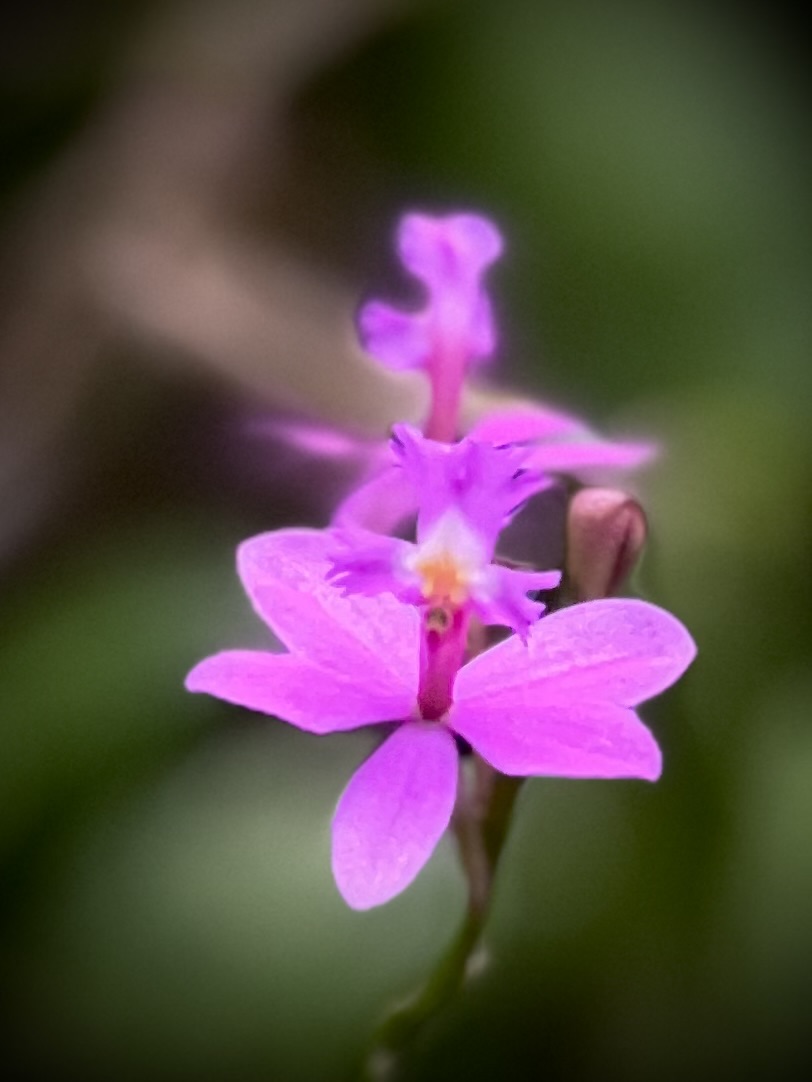 Epidendrum purple