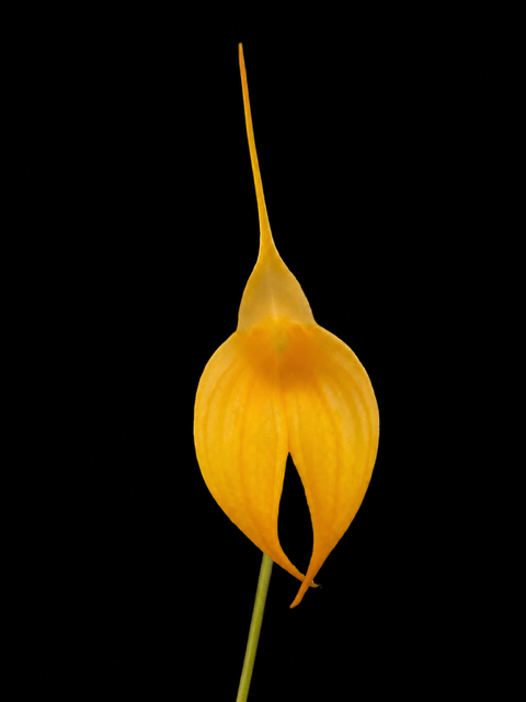 Masdevallia Yellow Cake