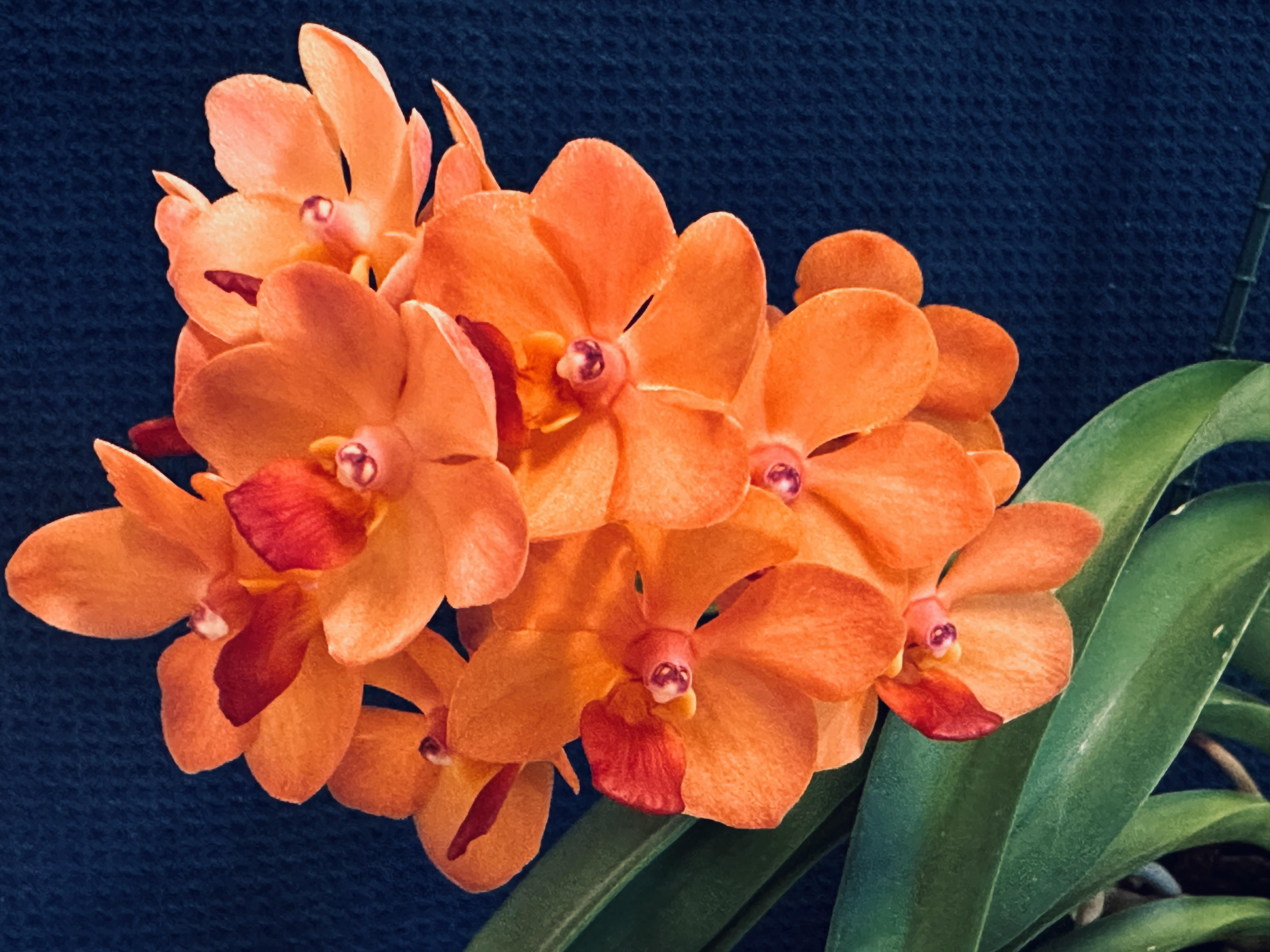 Vanda Fuchs Sunset